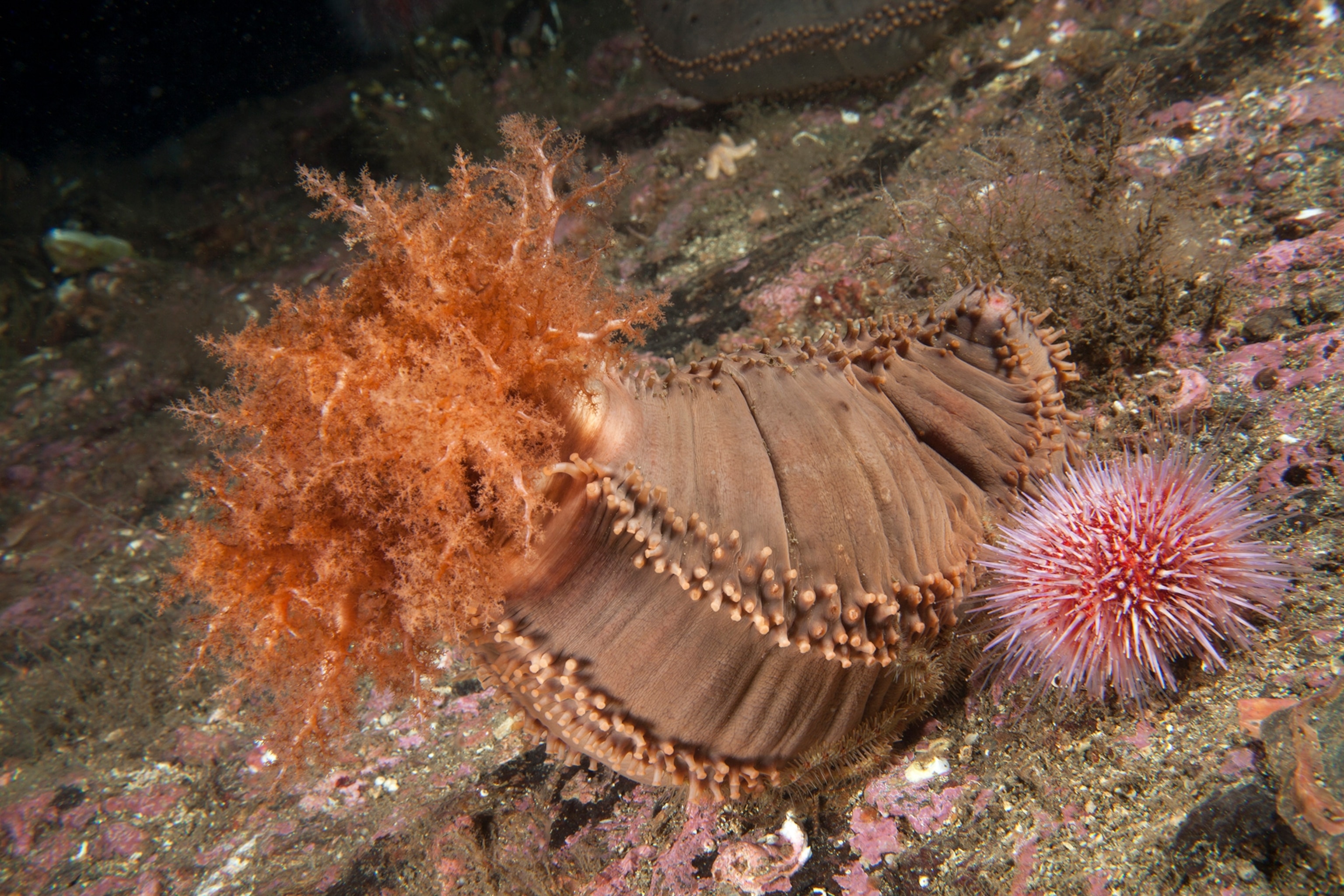 Sea cucumbers bloat themselves to zoom around the ocean