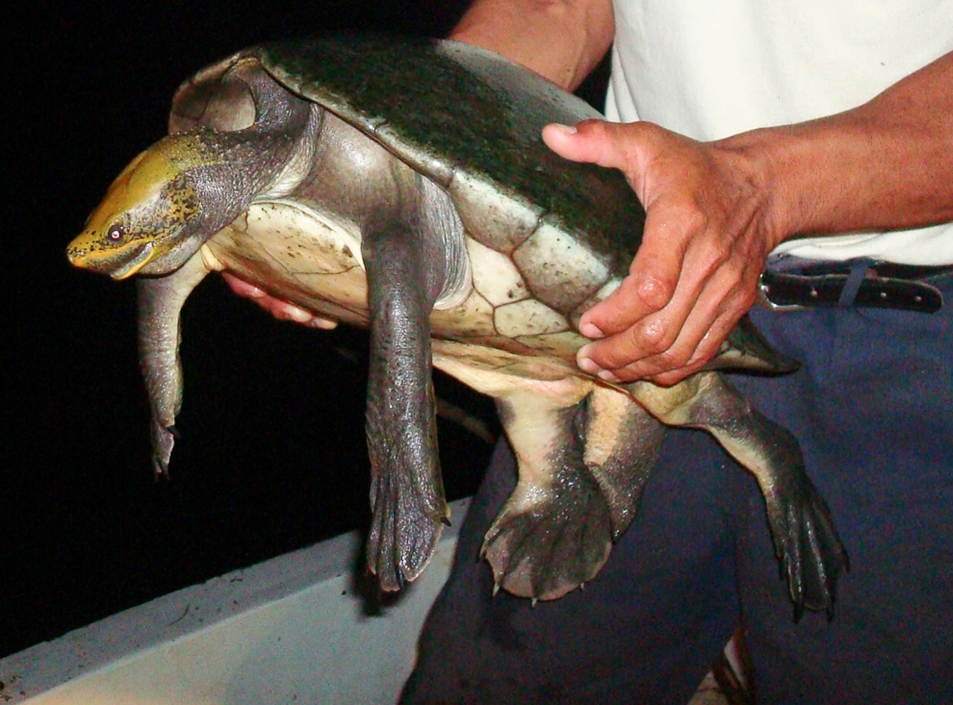 A man lifts a large turtle