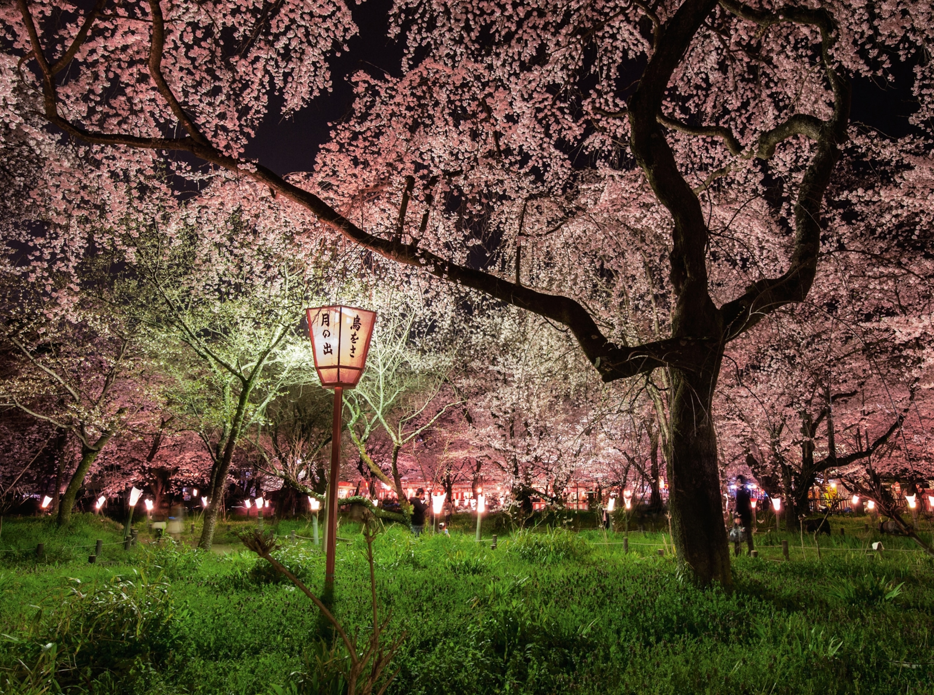Japan Cherry Blossoms
