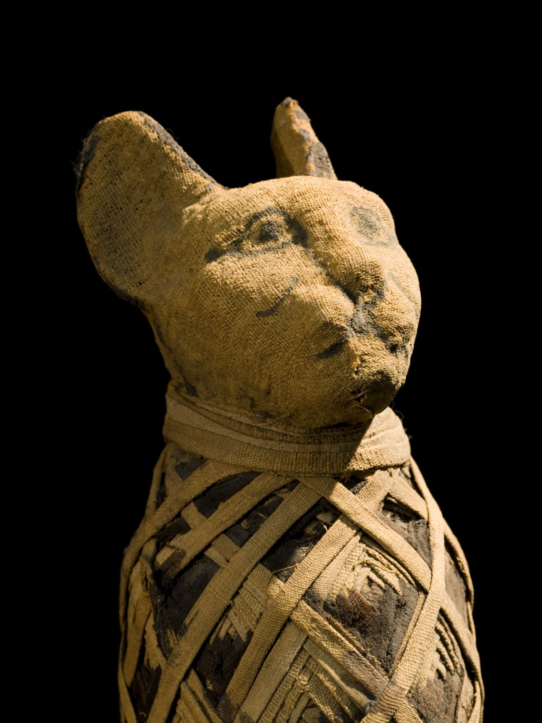 Was The Cat Or Dog Domesticated First