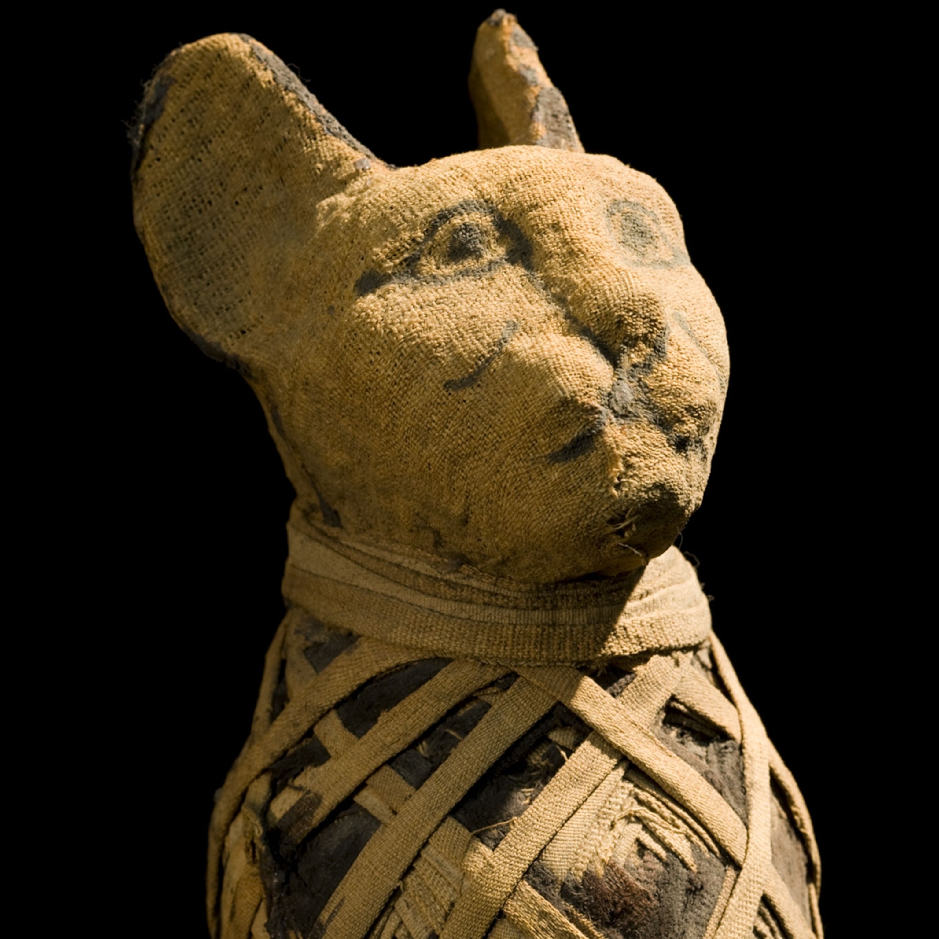 What Was Domesticated First Cats Or Dogs