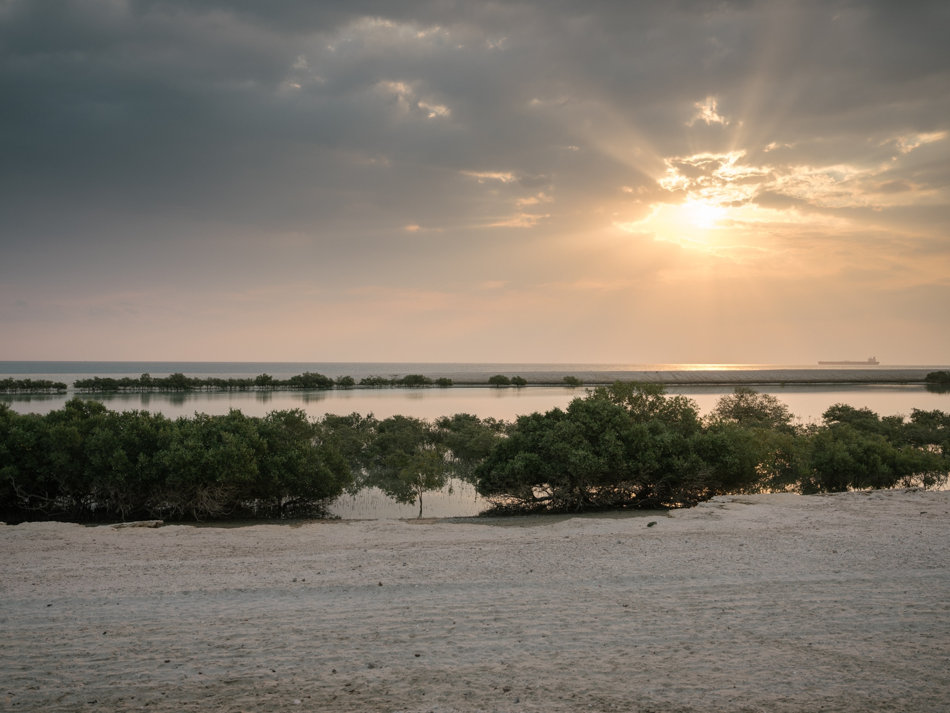 the mangrove at the Sir Bani Yas Island in in Abu Dhabi, United Arab Emirates