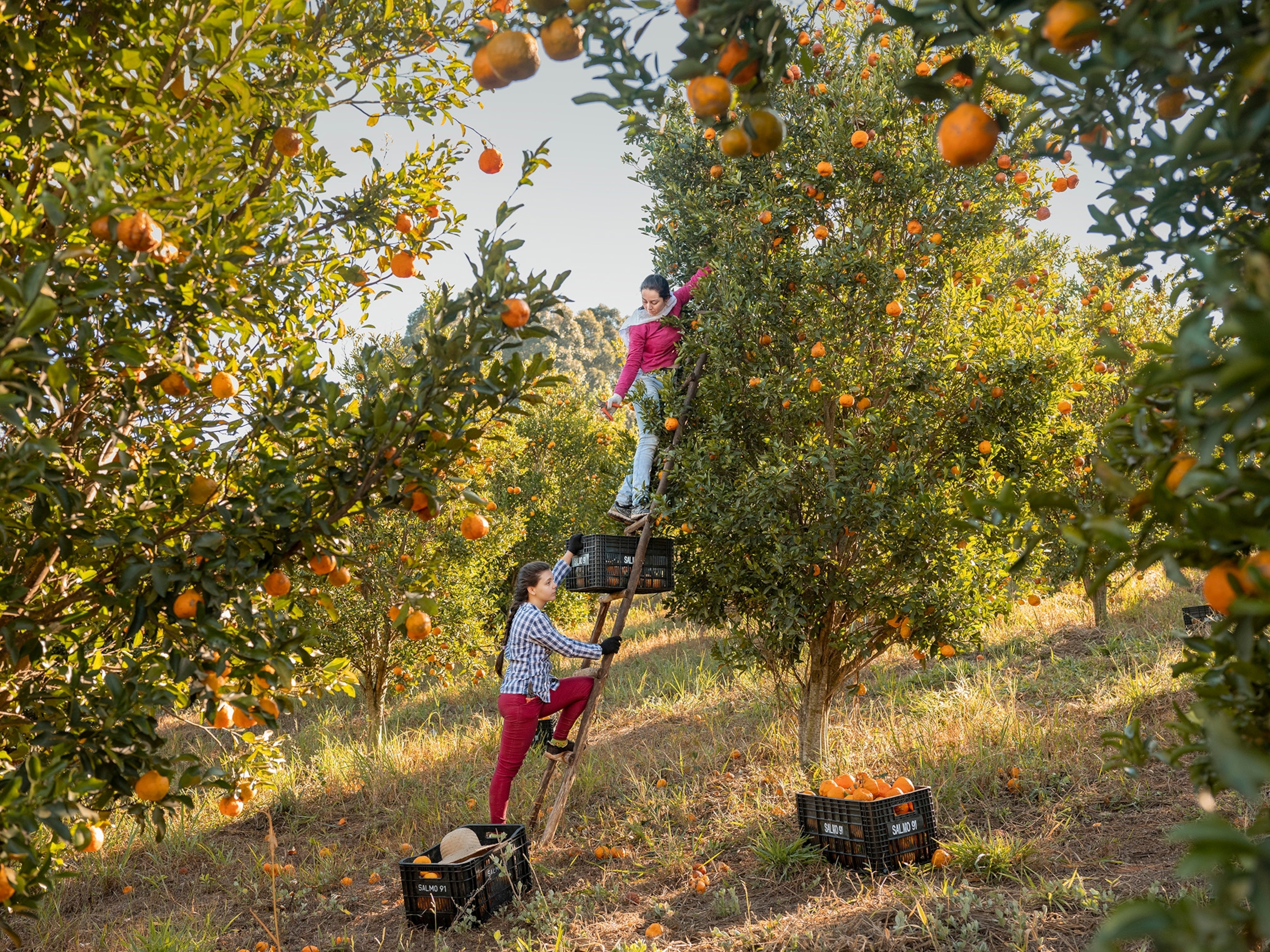 Two women, surrounded by tangerine trees, stand on a latter picking fruit.