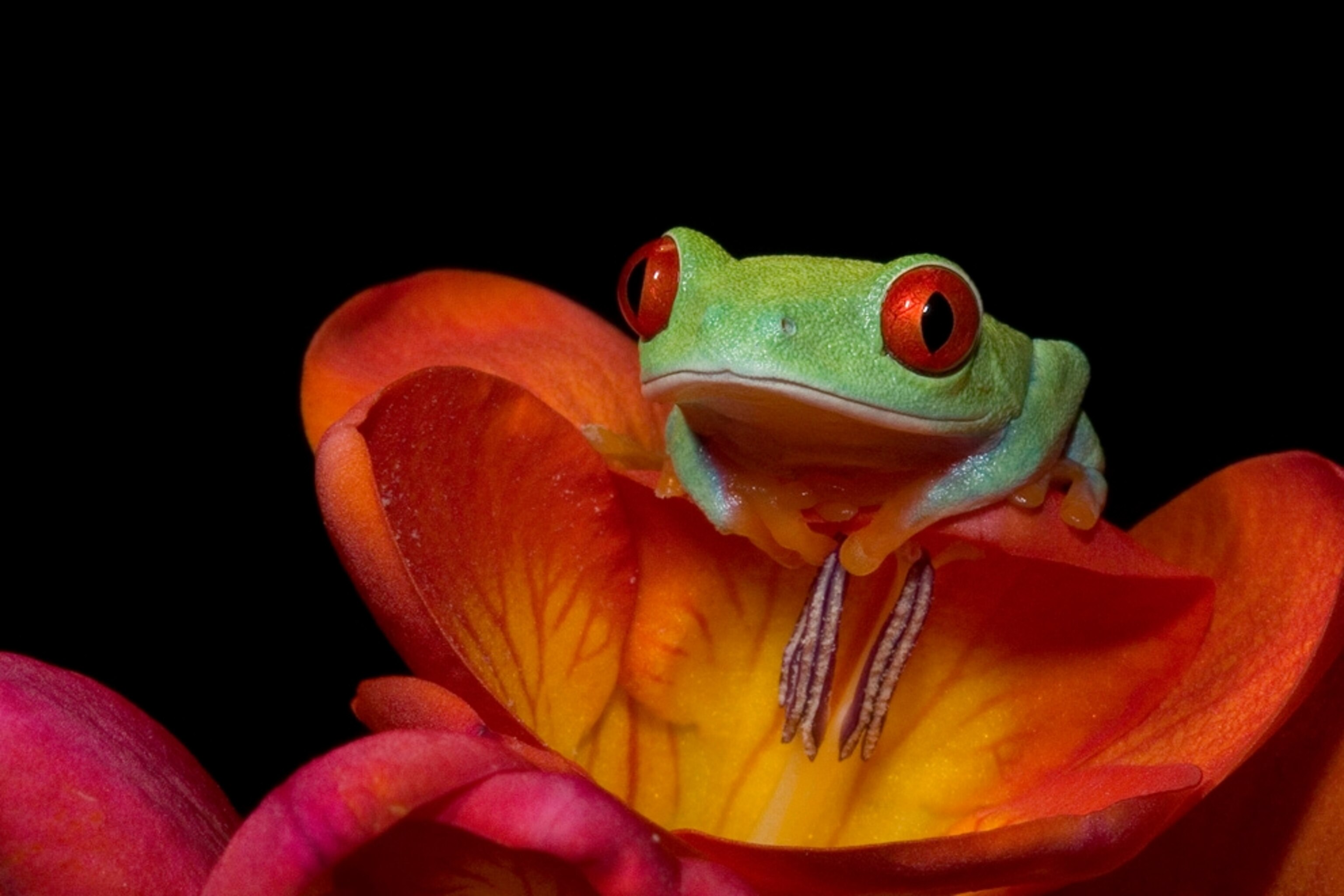 a red-eyed tree frog on a flower