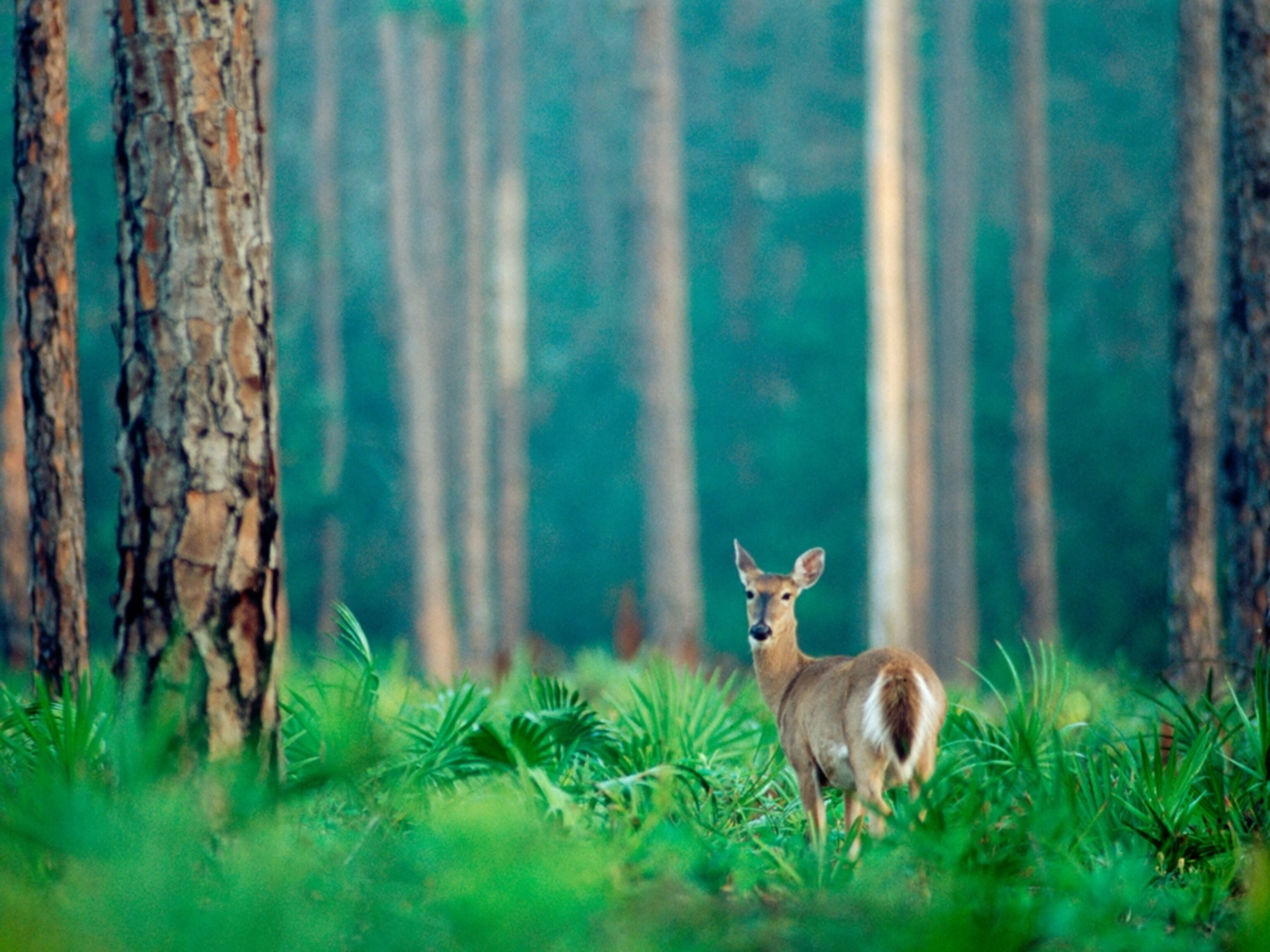 a white-tailed deer in a slash pine forest in Highlands Hammock State Park, Florida