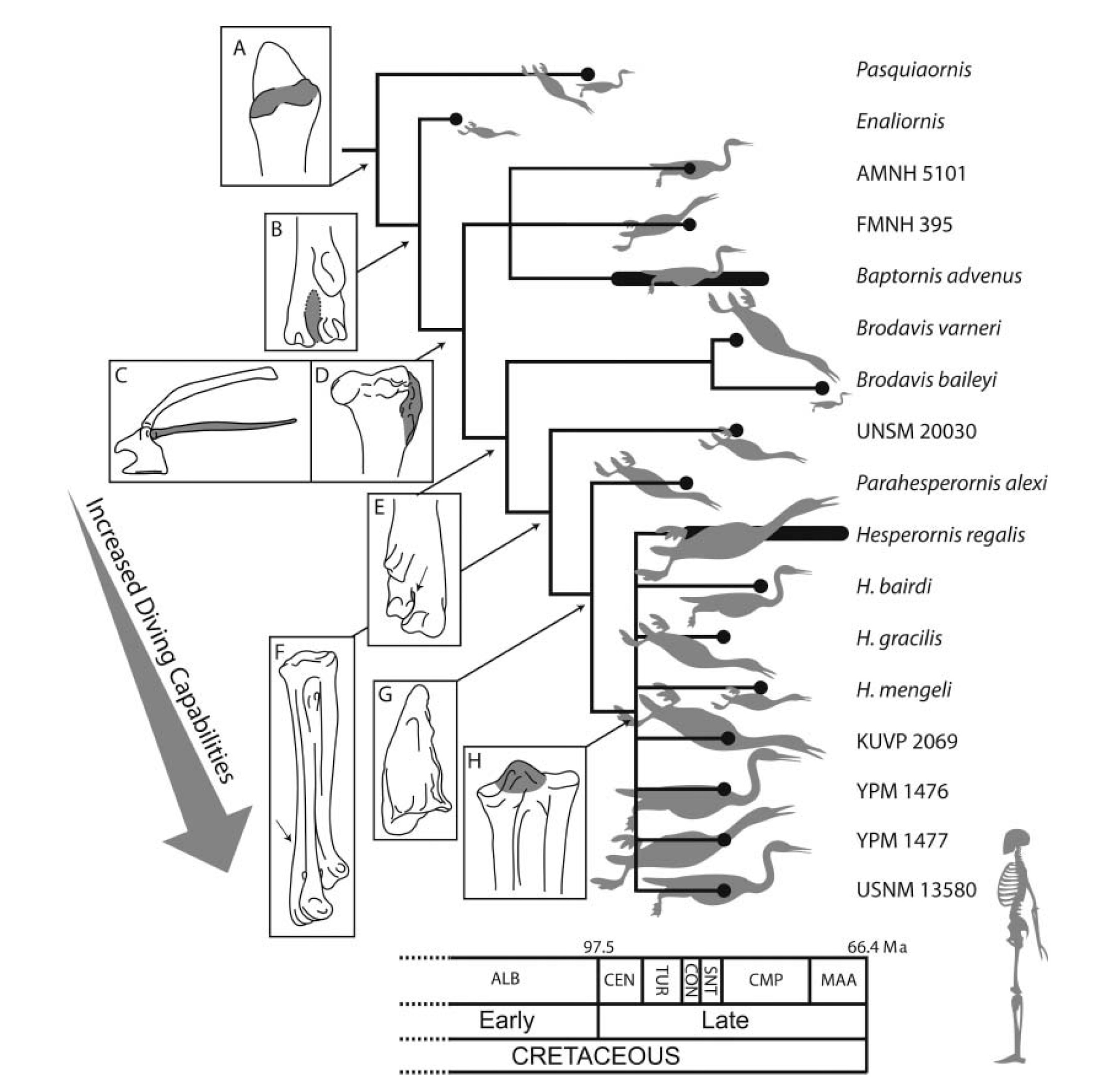 The family tree of hesperornithiform birds created by Bell and Chiappe, 2015.