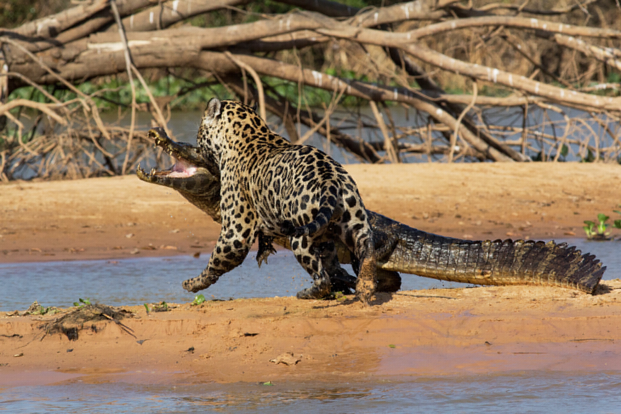 a jaguar attacking a caiman in Brazil