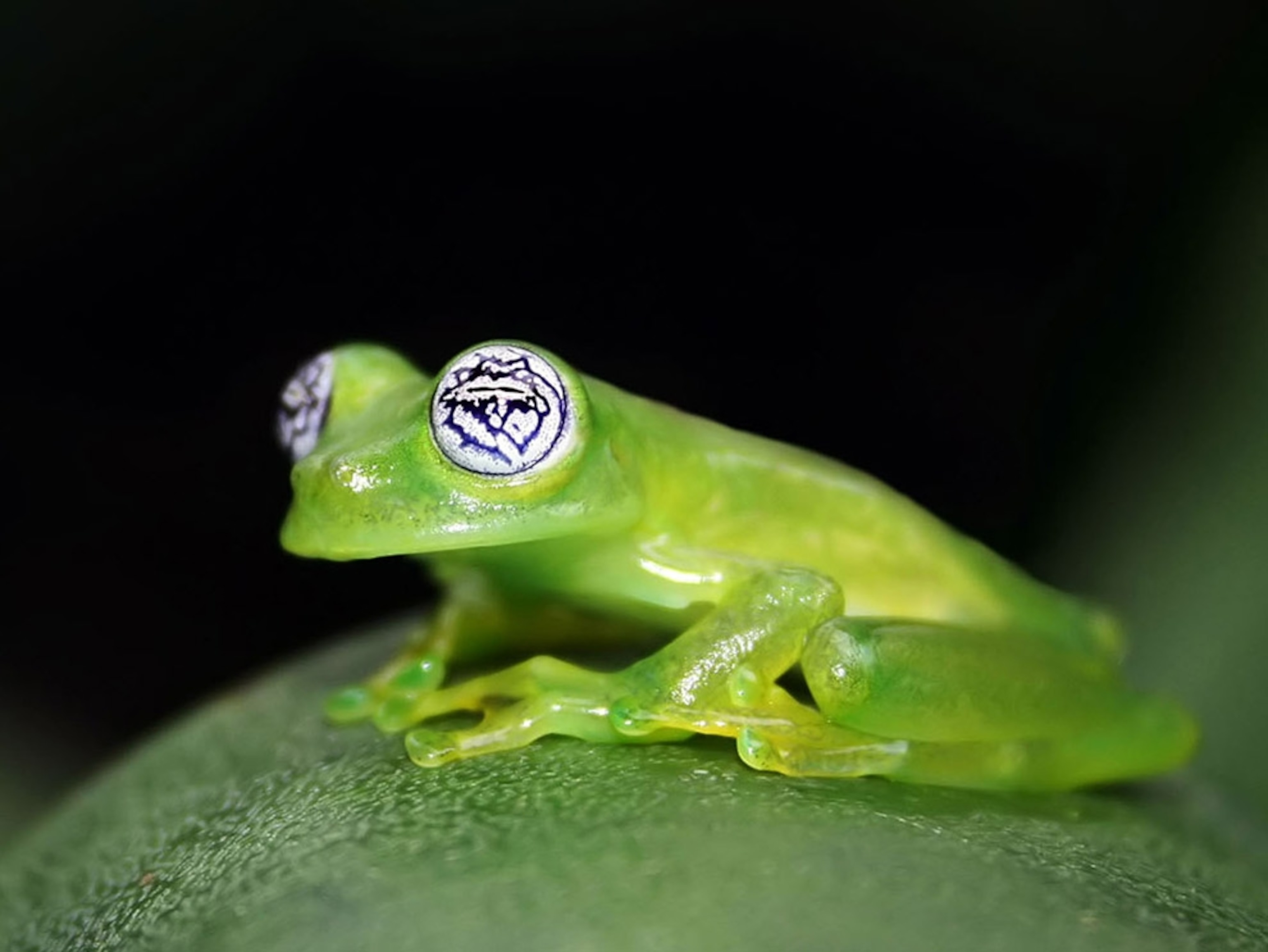 Bright green frog with translucent skin
