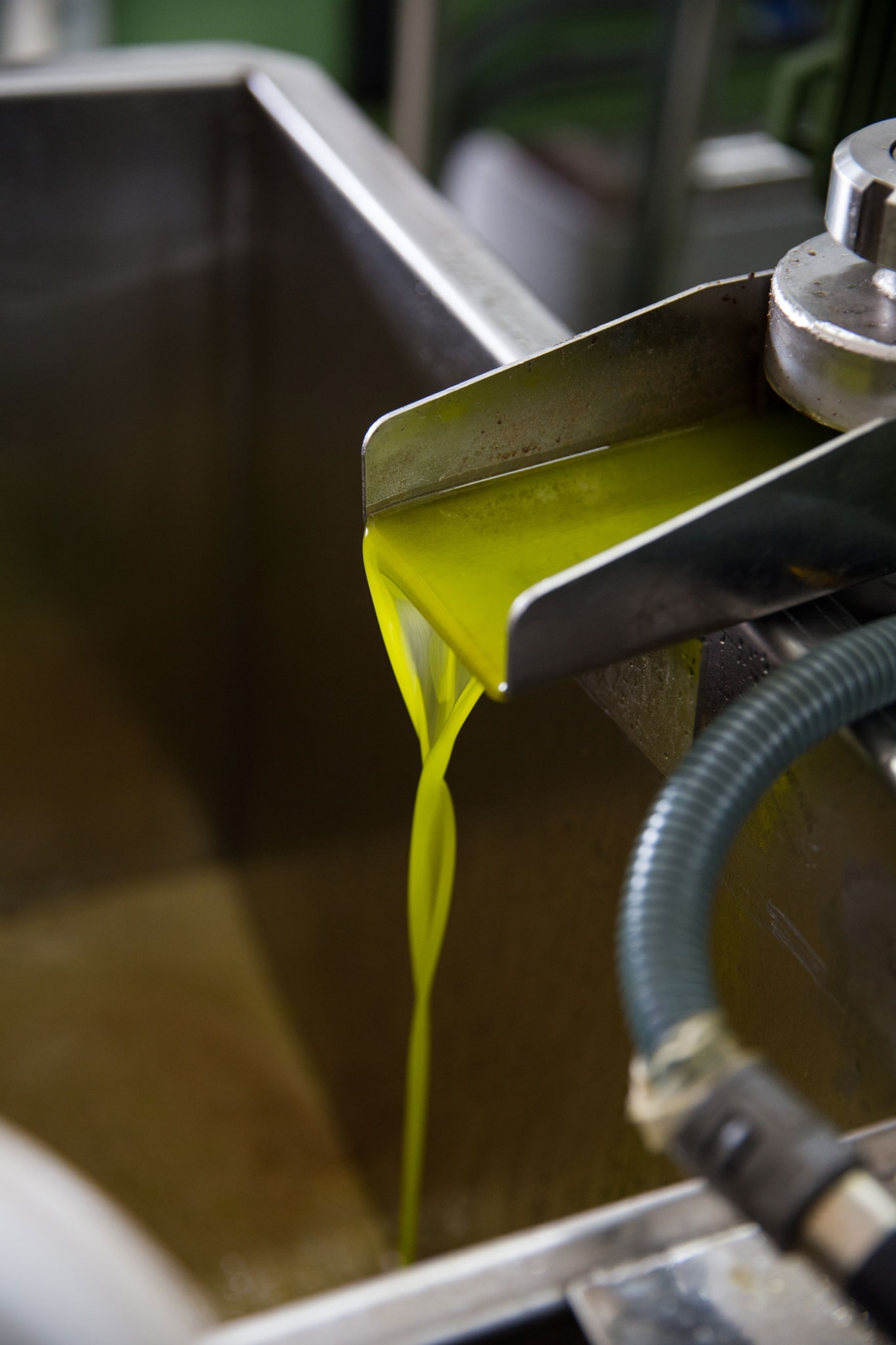 freshly pressed olive oil