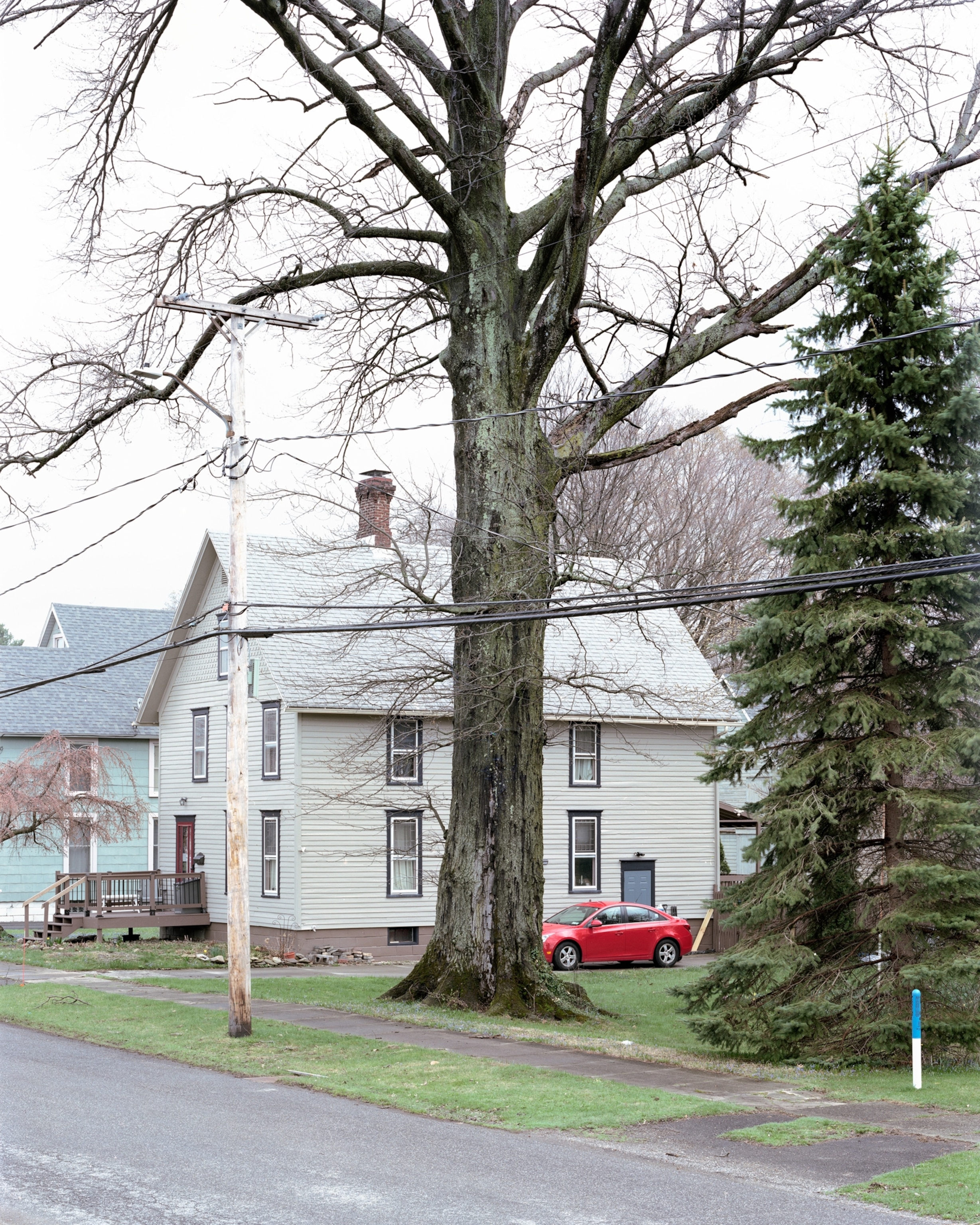 This tree is recognized as the largest Pin Oak in NYS.