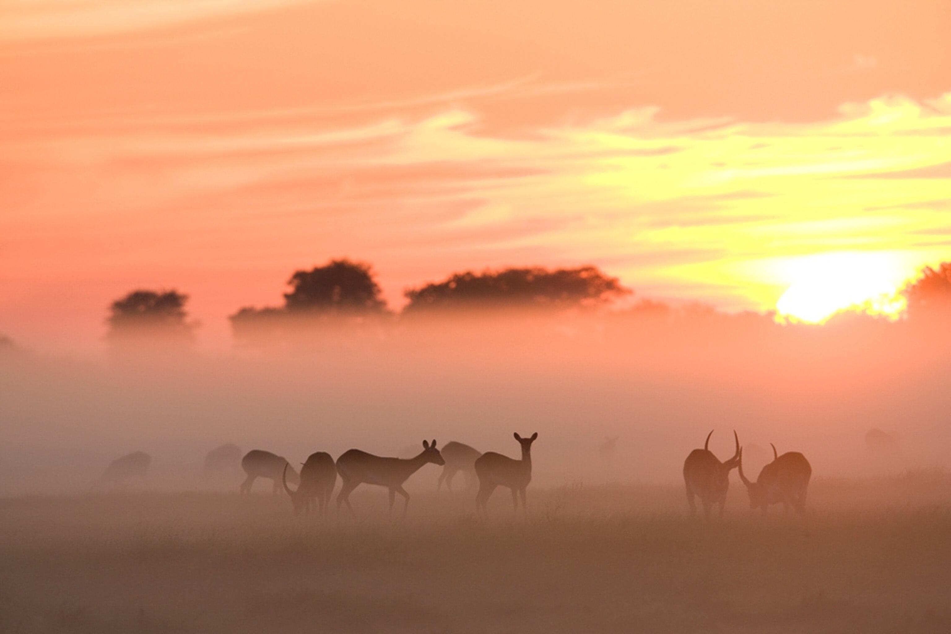 Antelope picture: Animals in Zambia, part of the world's biggest conservation area
