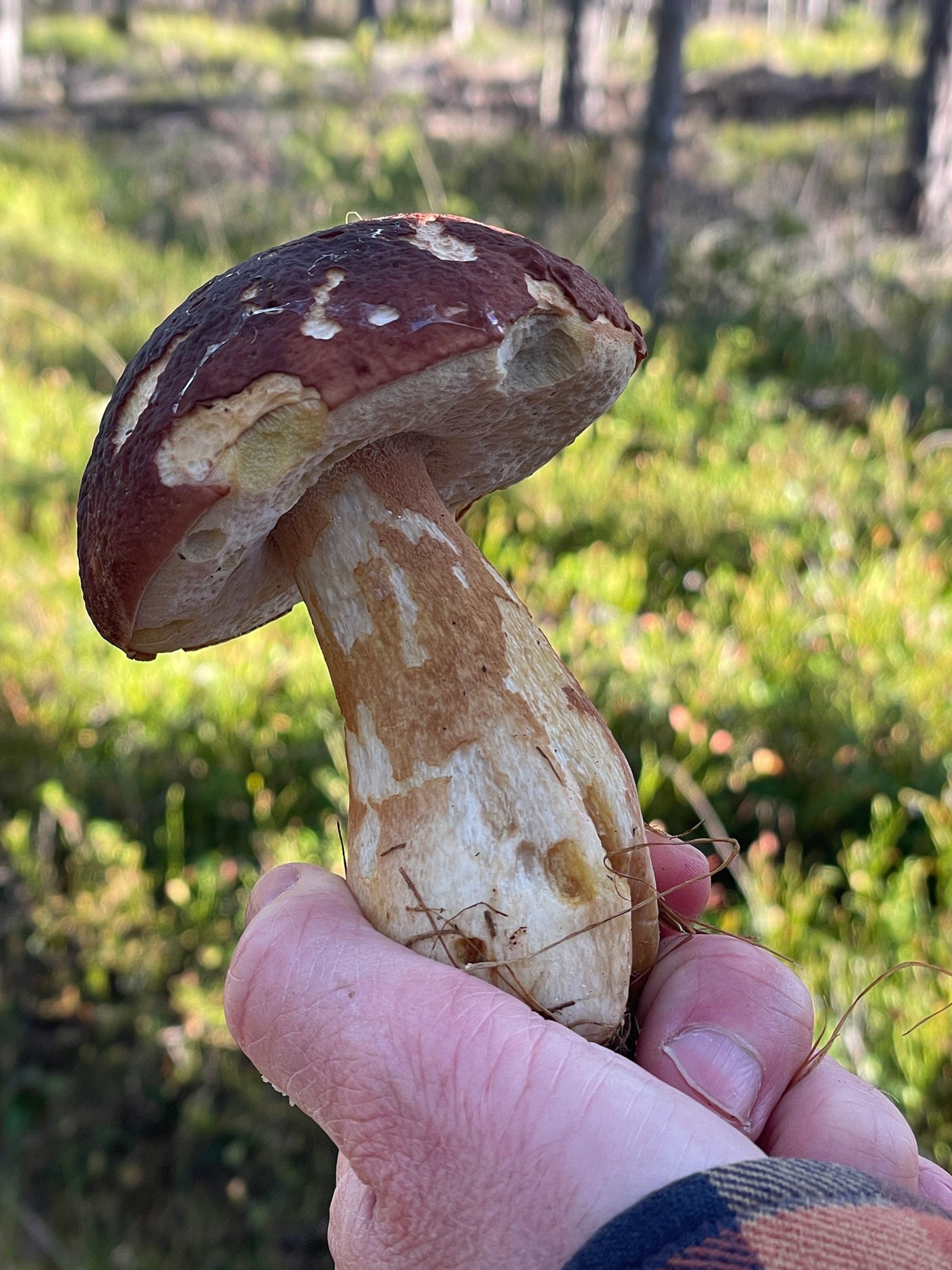 Wild porcini mushrooms picked on the trail.