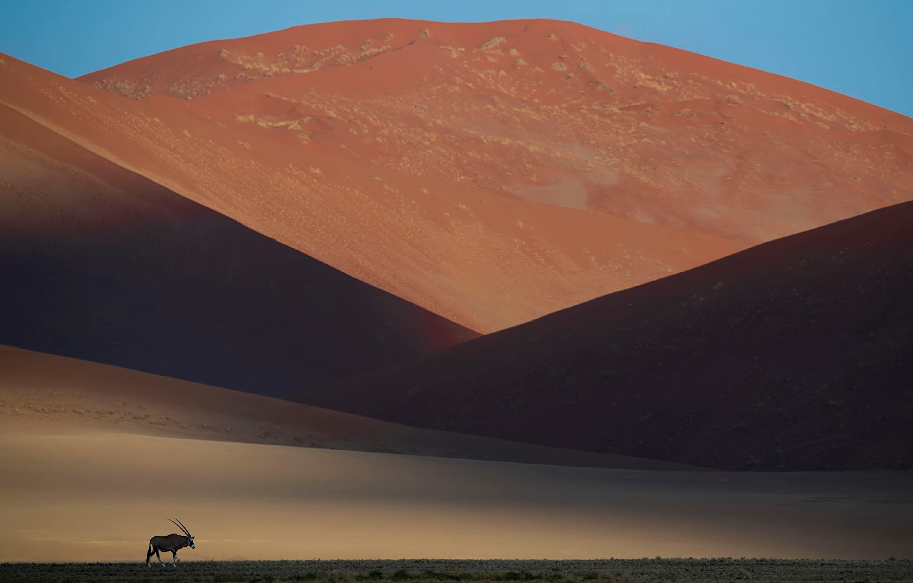 an oryx in the desert in Namibia
