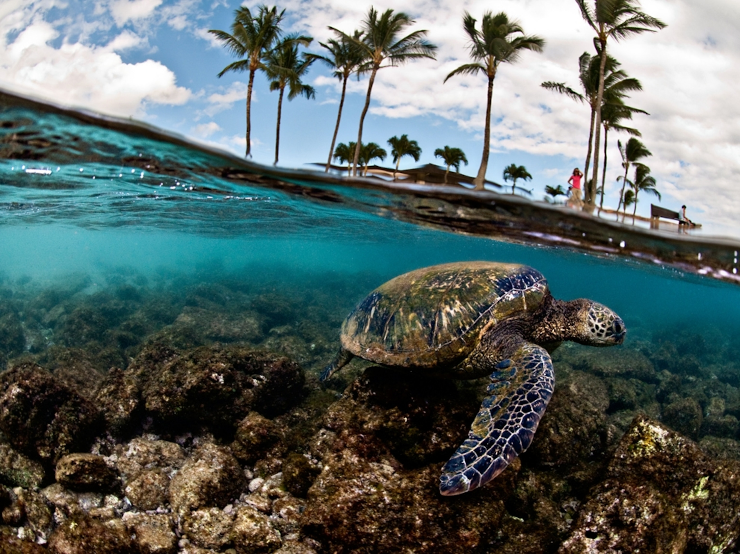 Hawaiian green sea turtle swimming in just a few feet of water