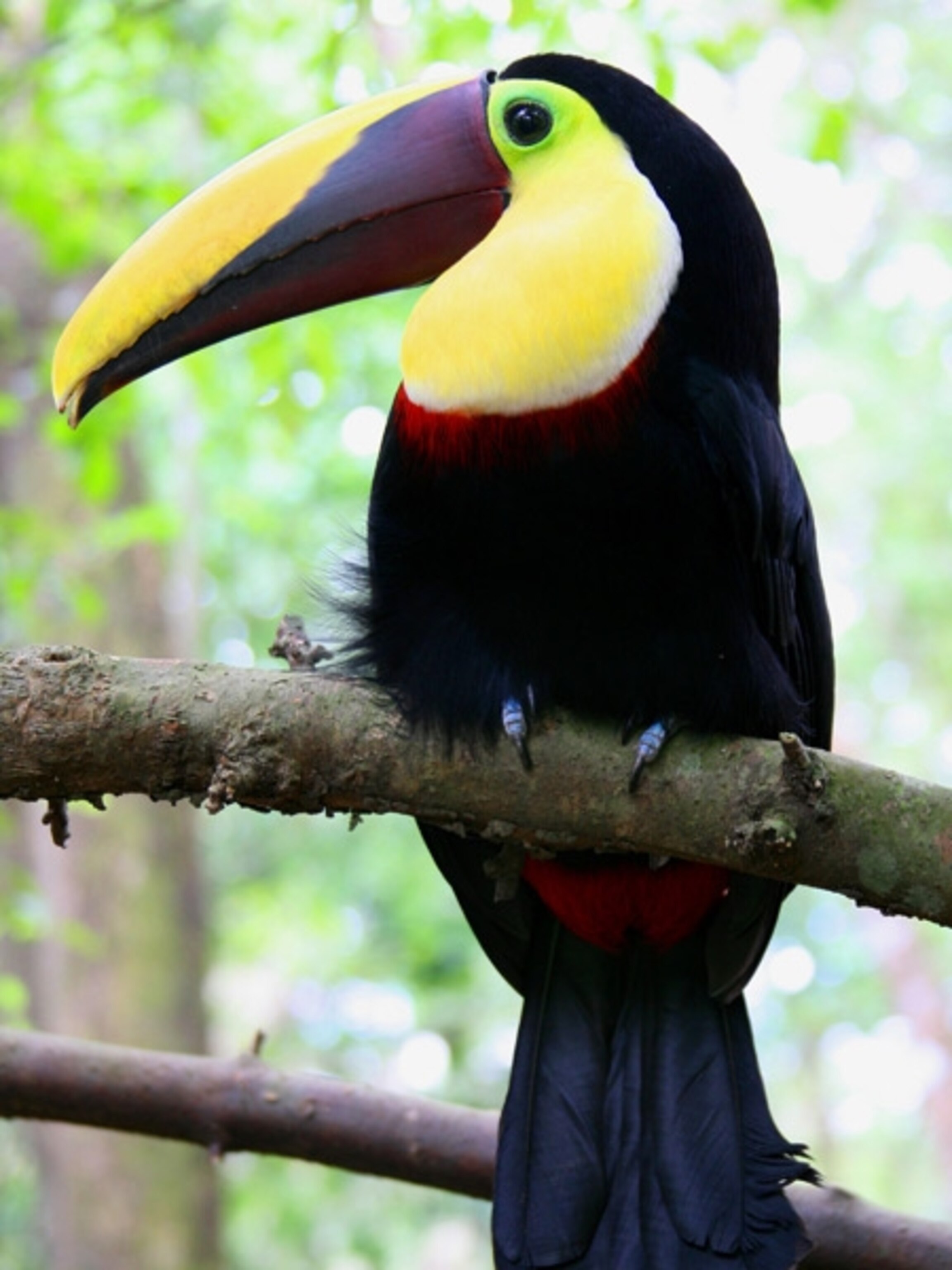 Wild toucan in profile