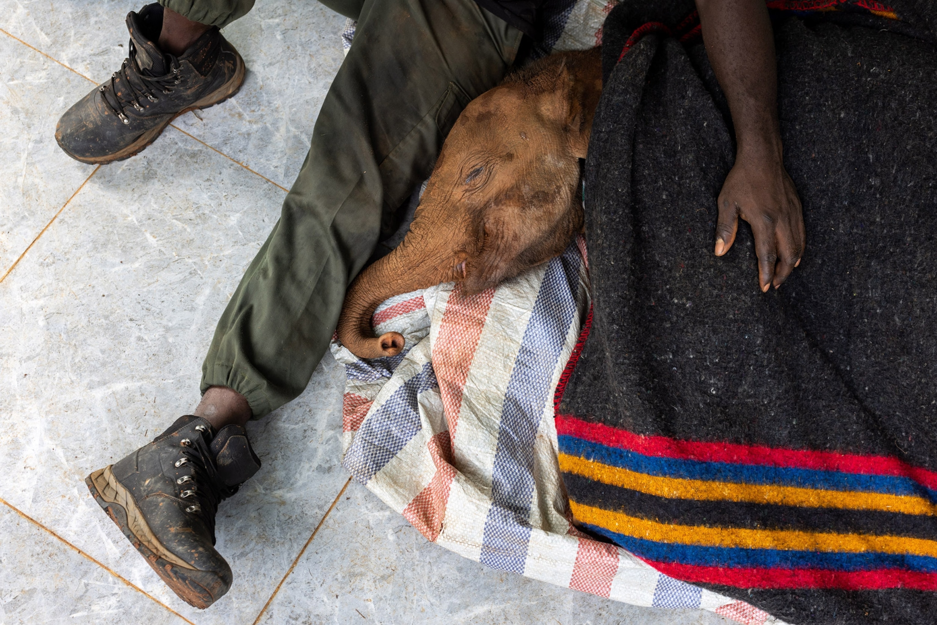 baby elephant sleeping under a blanket next to a minder
