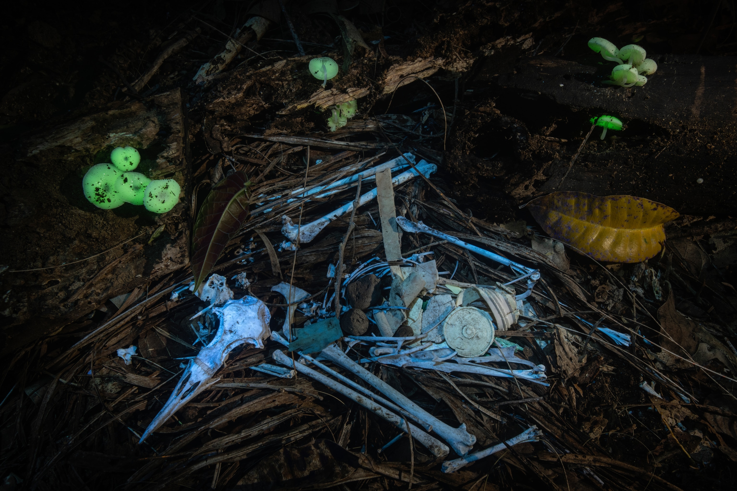 Bones, plastic remnants and mushrooms glow under a blacklight under the night sky in the forest.