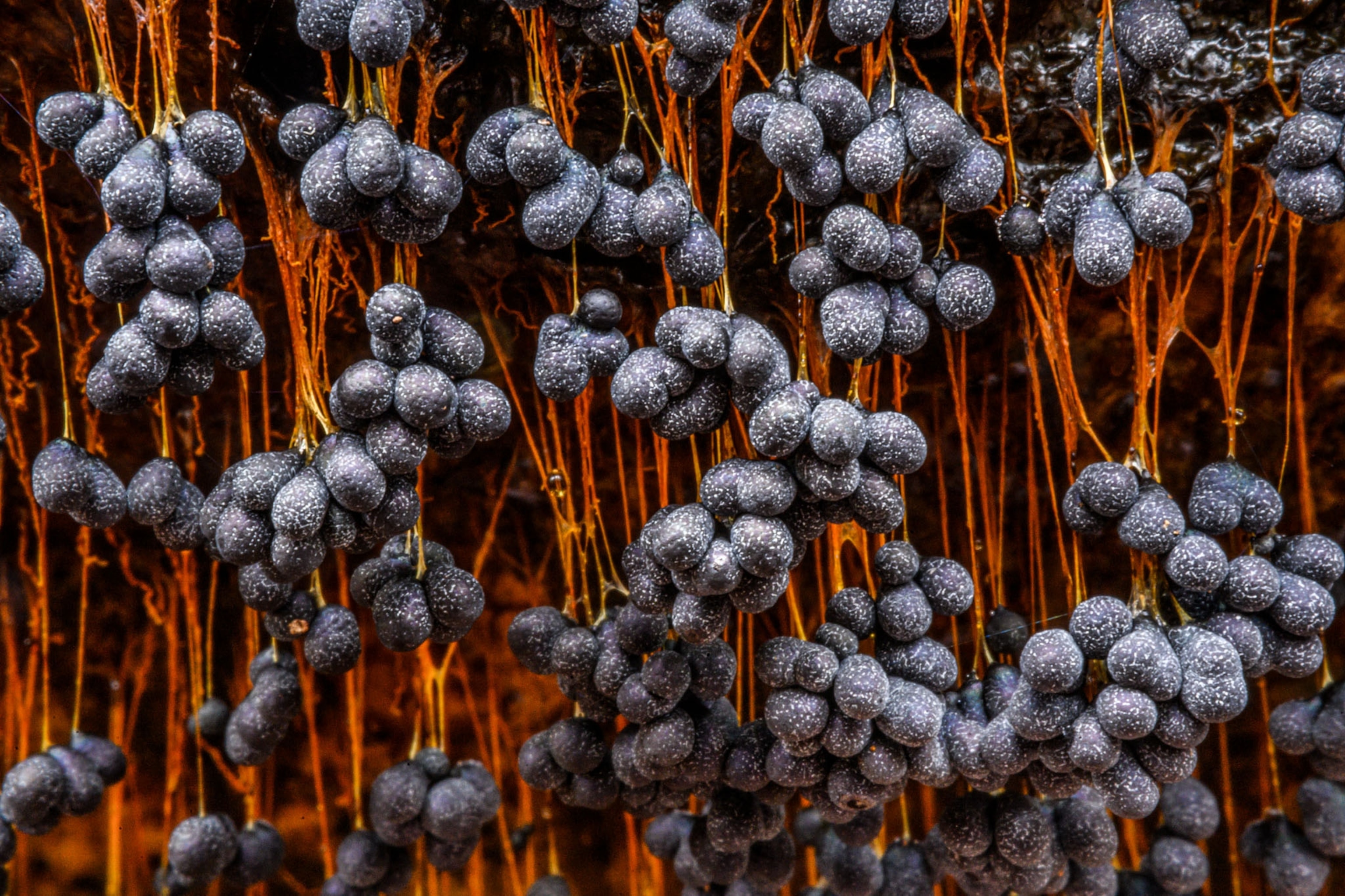 purple slime mold.