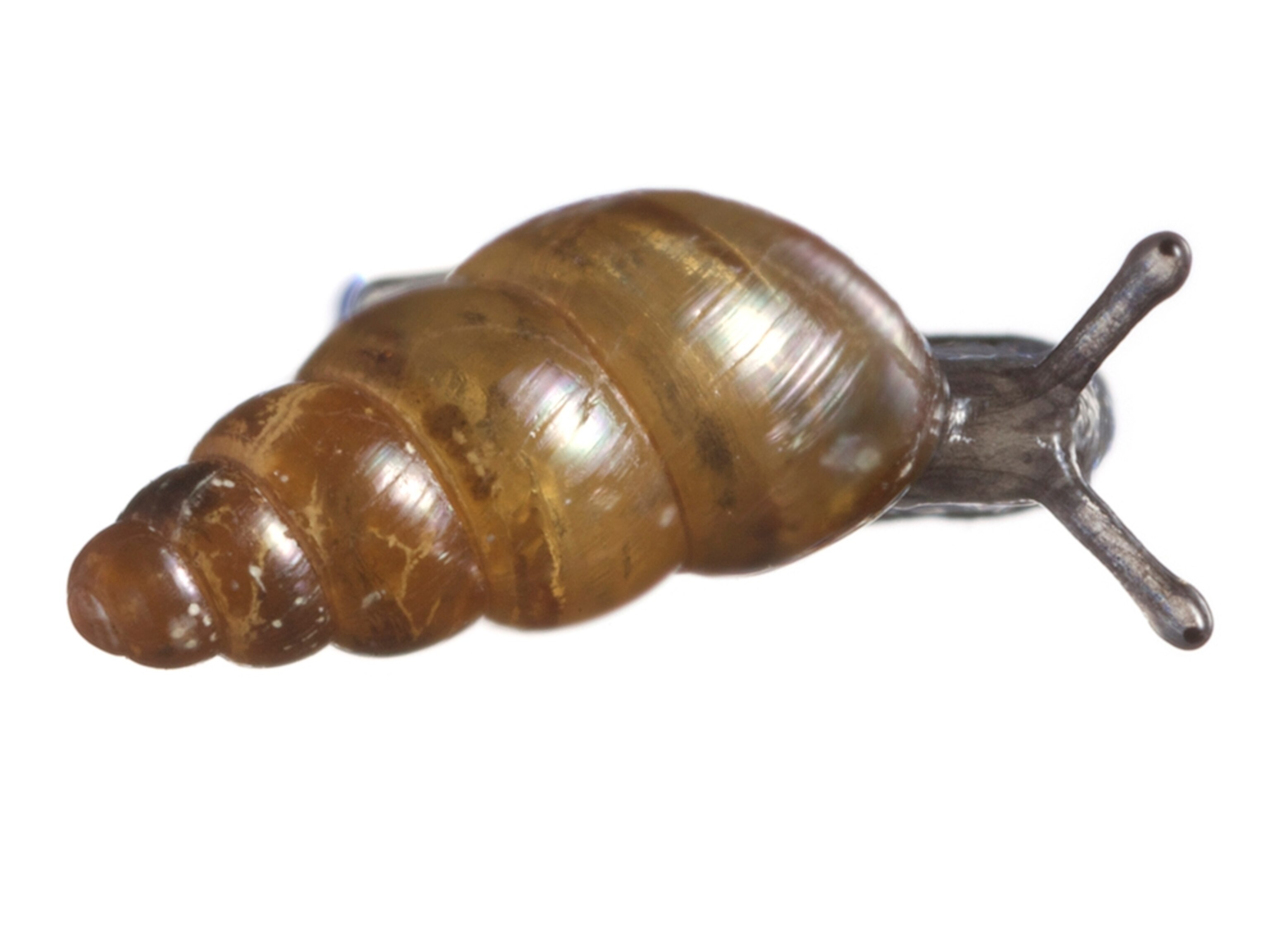 Common Name: snail, Scientific Name: probably an achatinellid in the subfamily Tornatellininae, Magnification: 5x, Notes: _MG_9077,