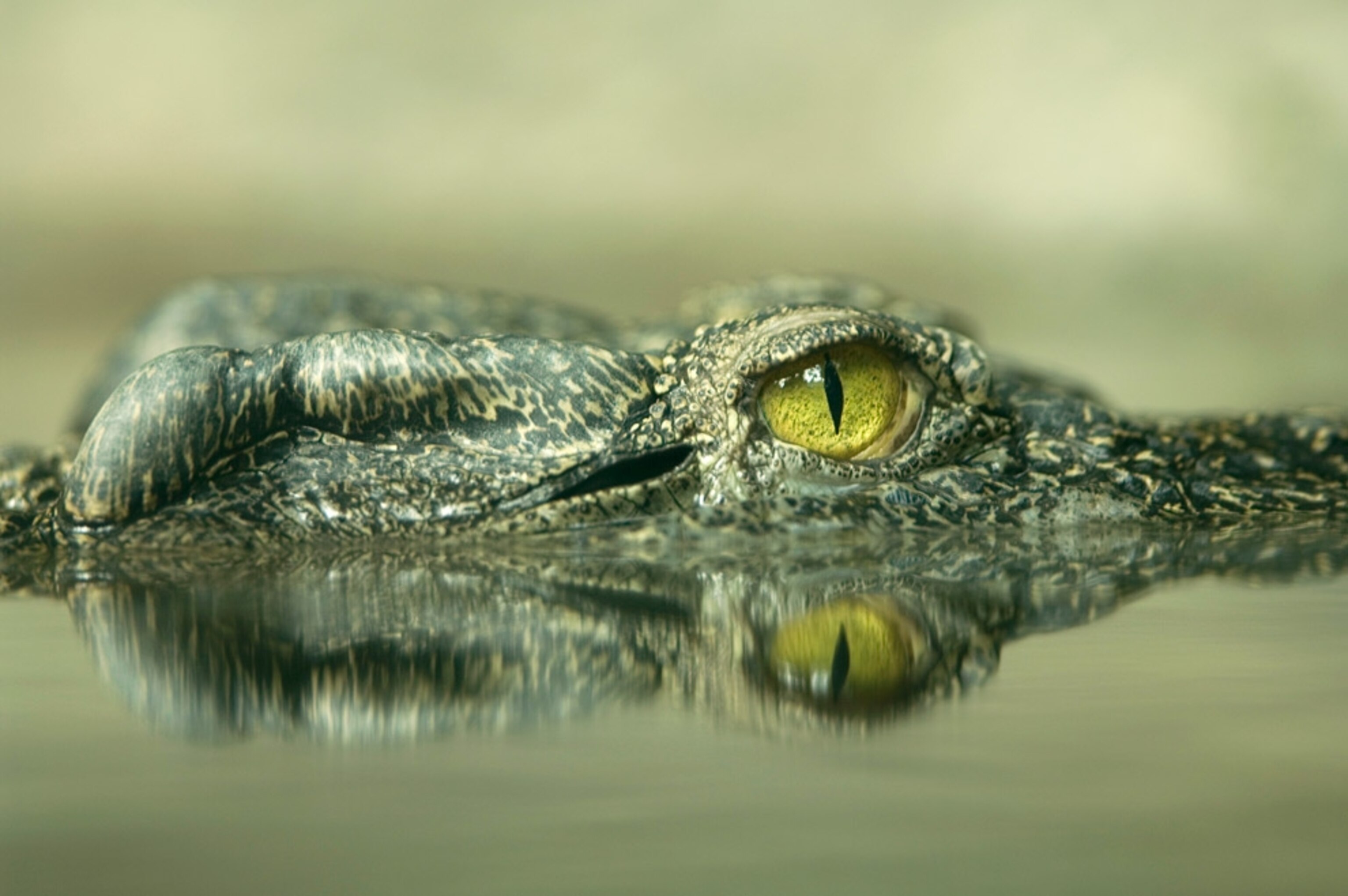 A Siamese crocodile.