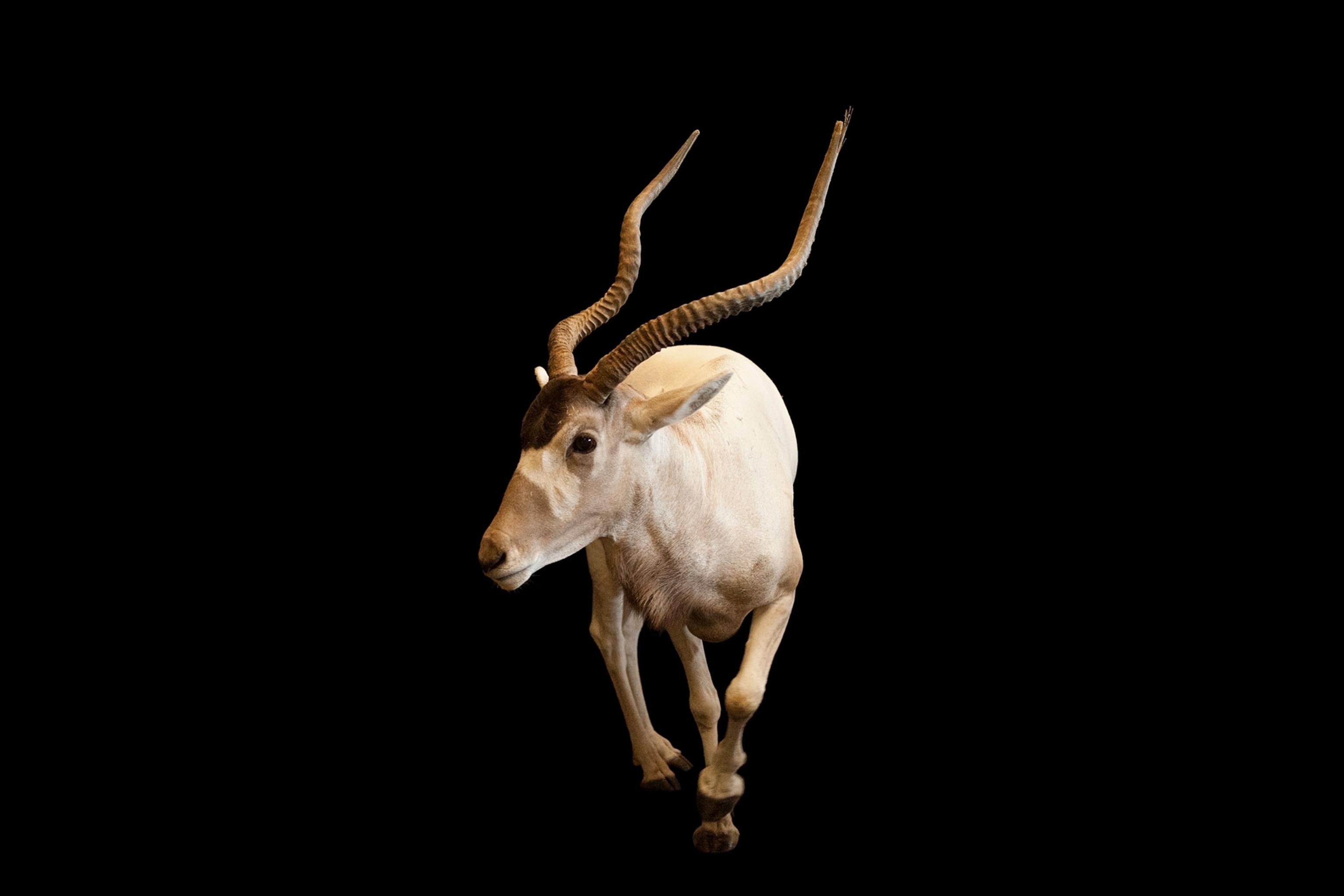 an Addax, Addax nasomaculatus, Lee G. Simmons Conservation Park and Wildlife Safari