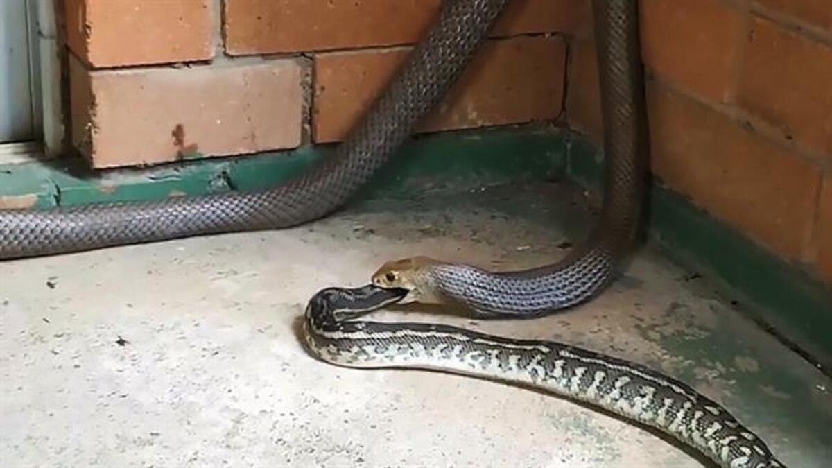 Eastern Brown Snake Swallows Carpet Python in Rare Video From