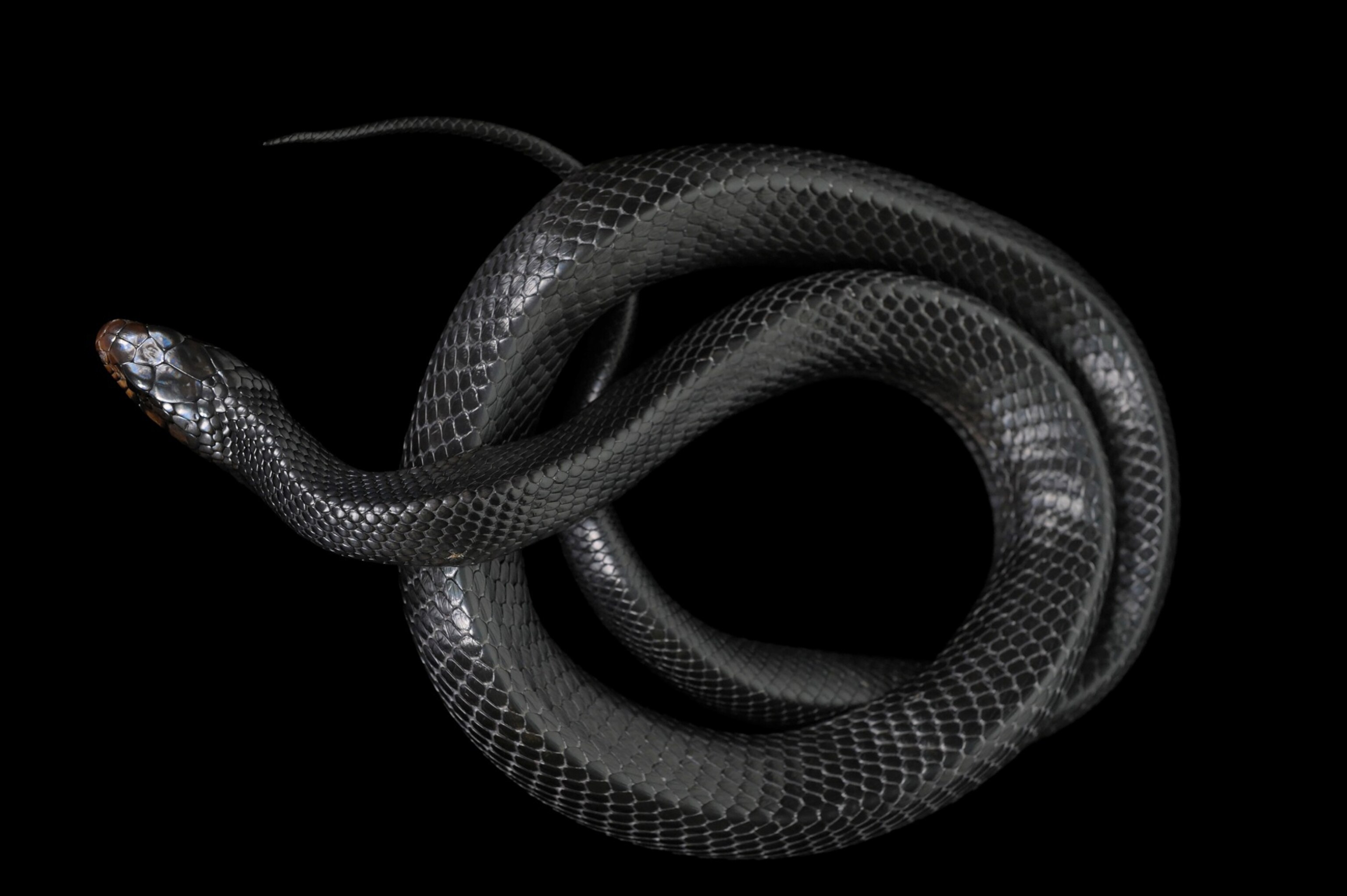 An eastern indigo snake (Drymarchon couperi) against a black background.