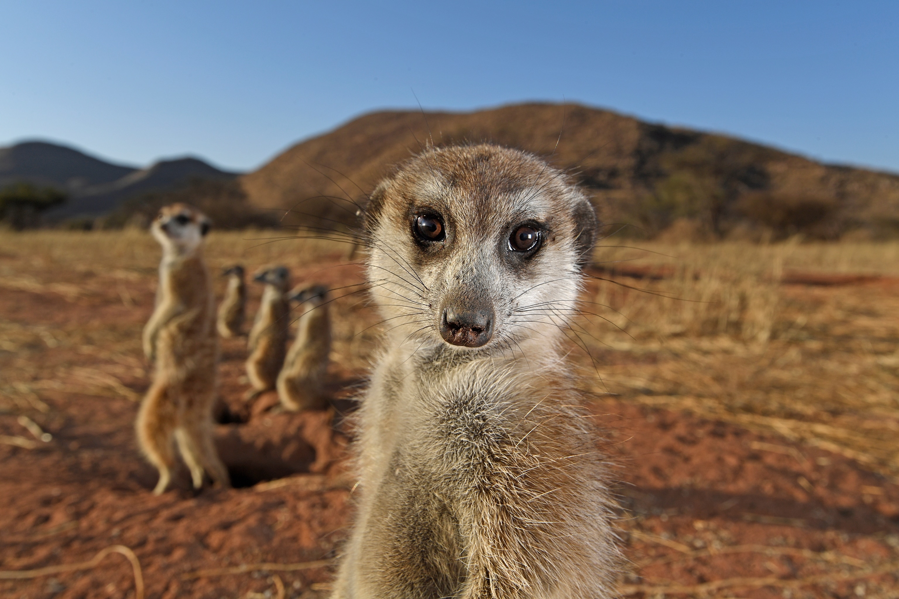 Meerkats gathered in South Africa’s Tswalu Kalahari Reserve, standing alert in a group.