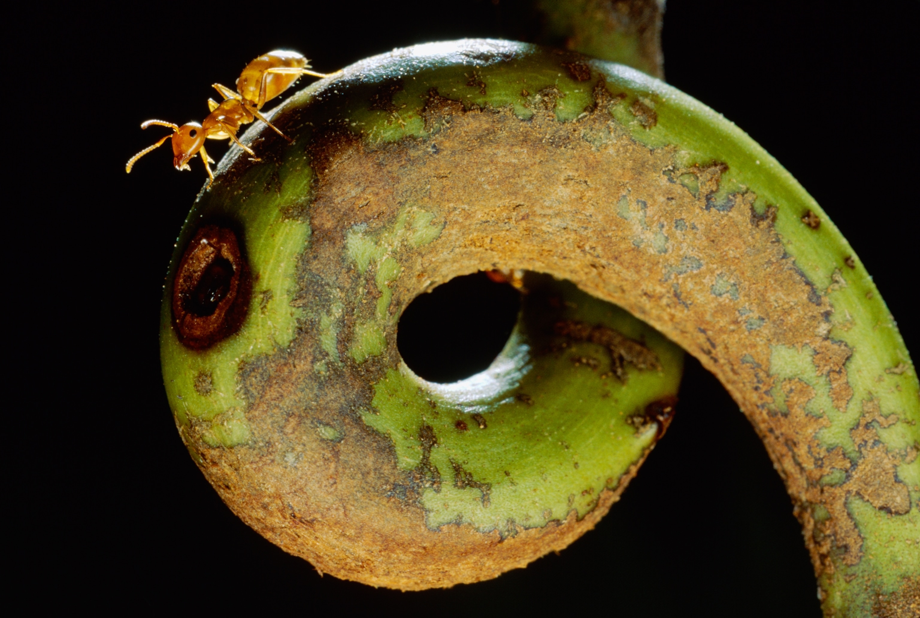 A carpenter ant climbs on a pitcher plant in Borneo.