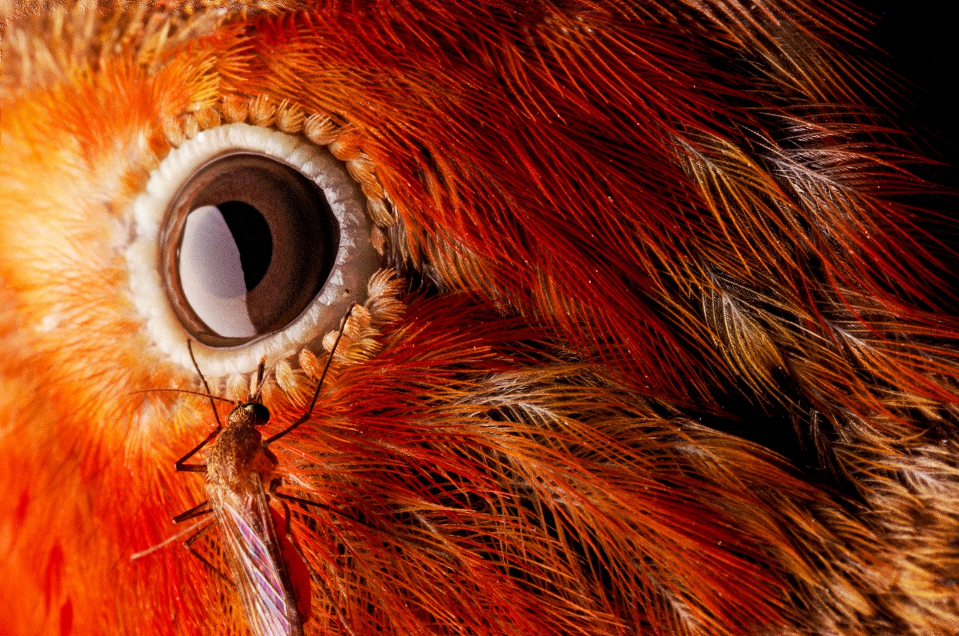 A close-up view of mosquito near the eye of a bird with scarlet feathers.