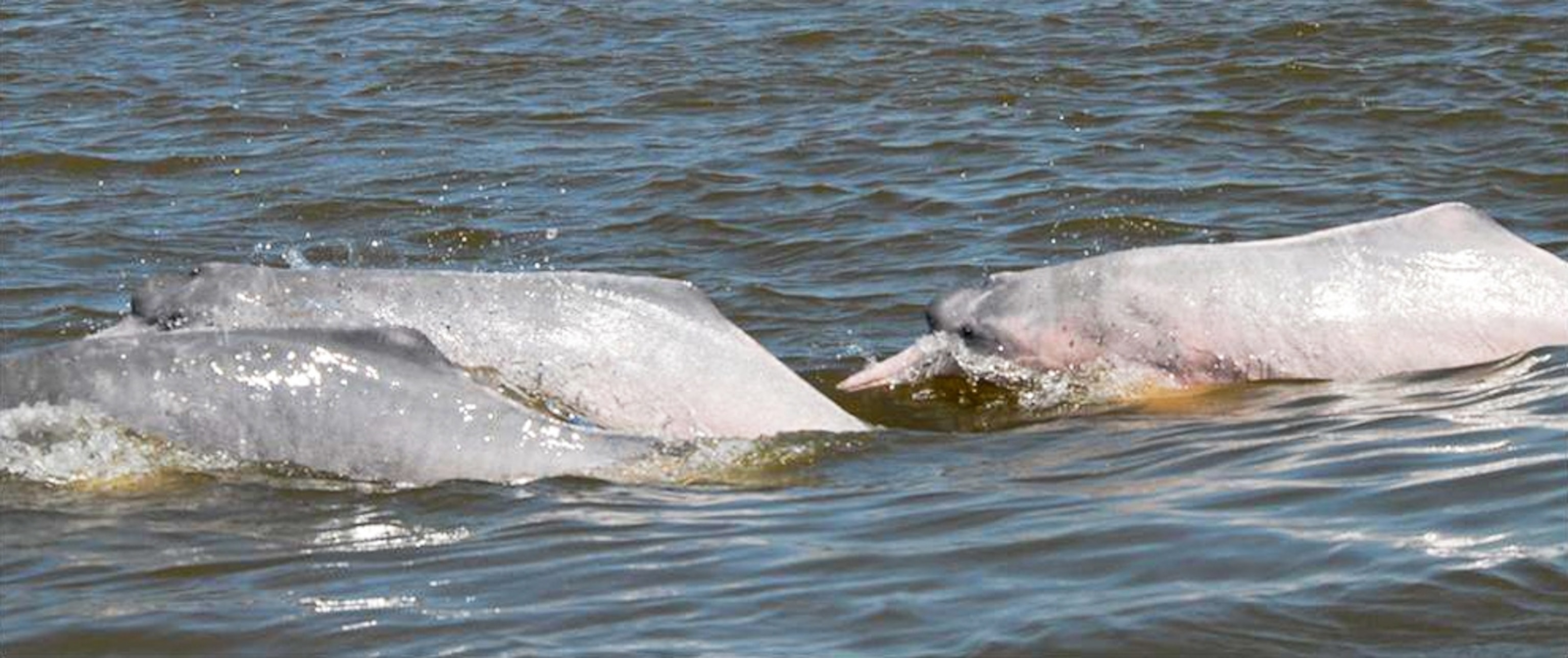 one of more than 1,200 new species discovered in the Amazon rain forest between 1999 and 2009.