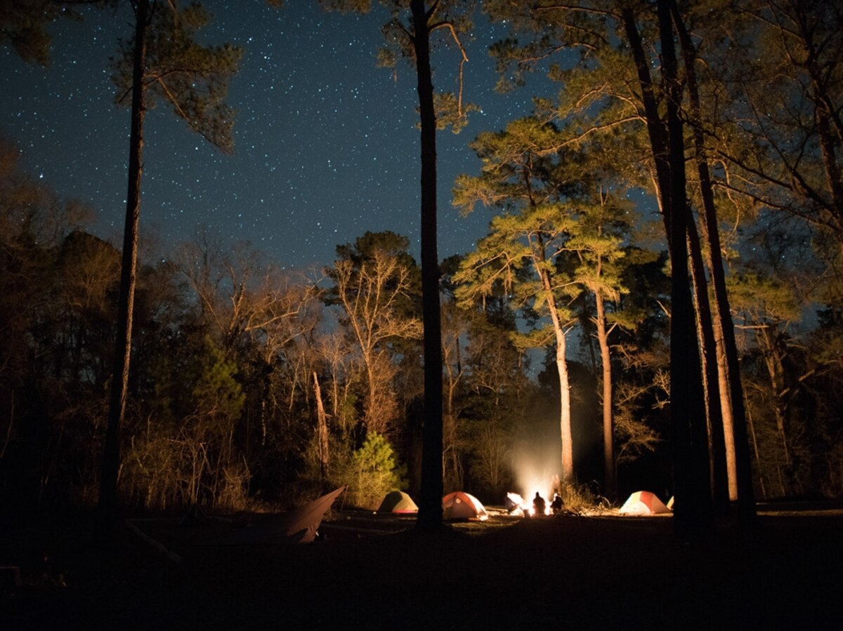 Florida's Pristine Parks Apalachicola National Forest National