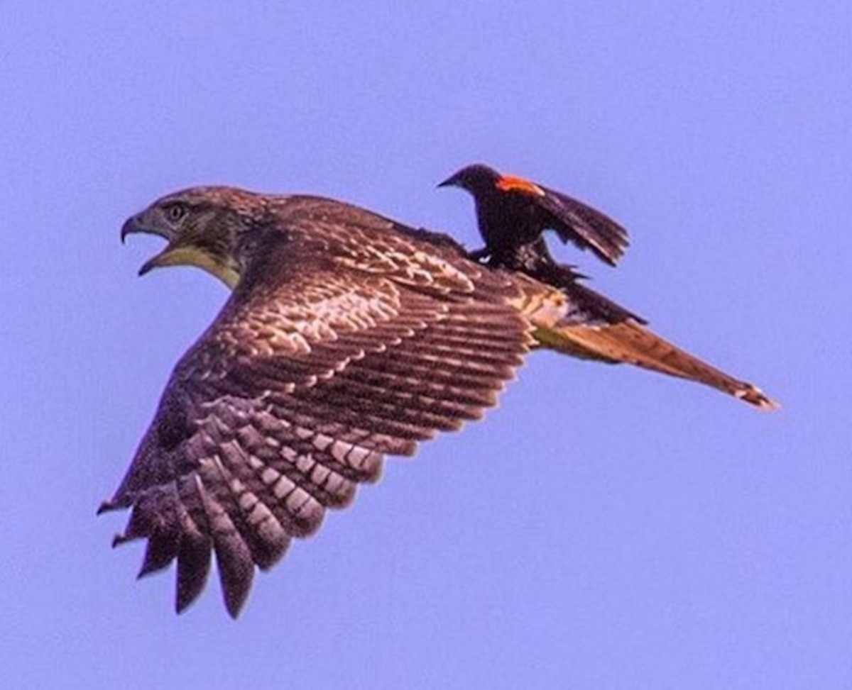 Rare Picture Blackbird "Rides" Hawk