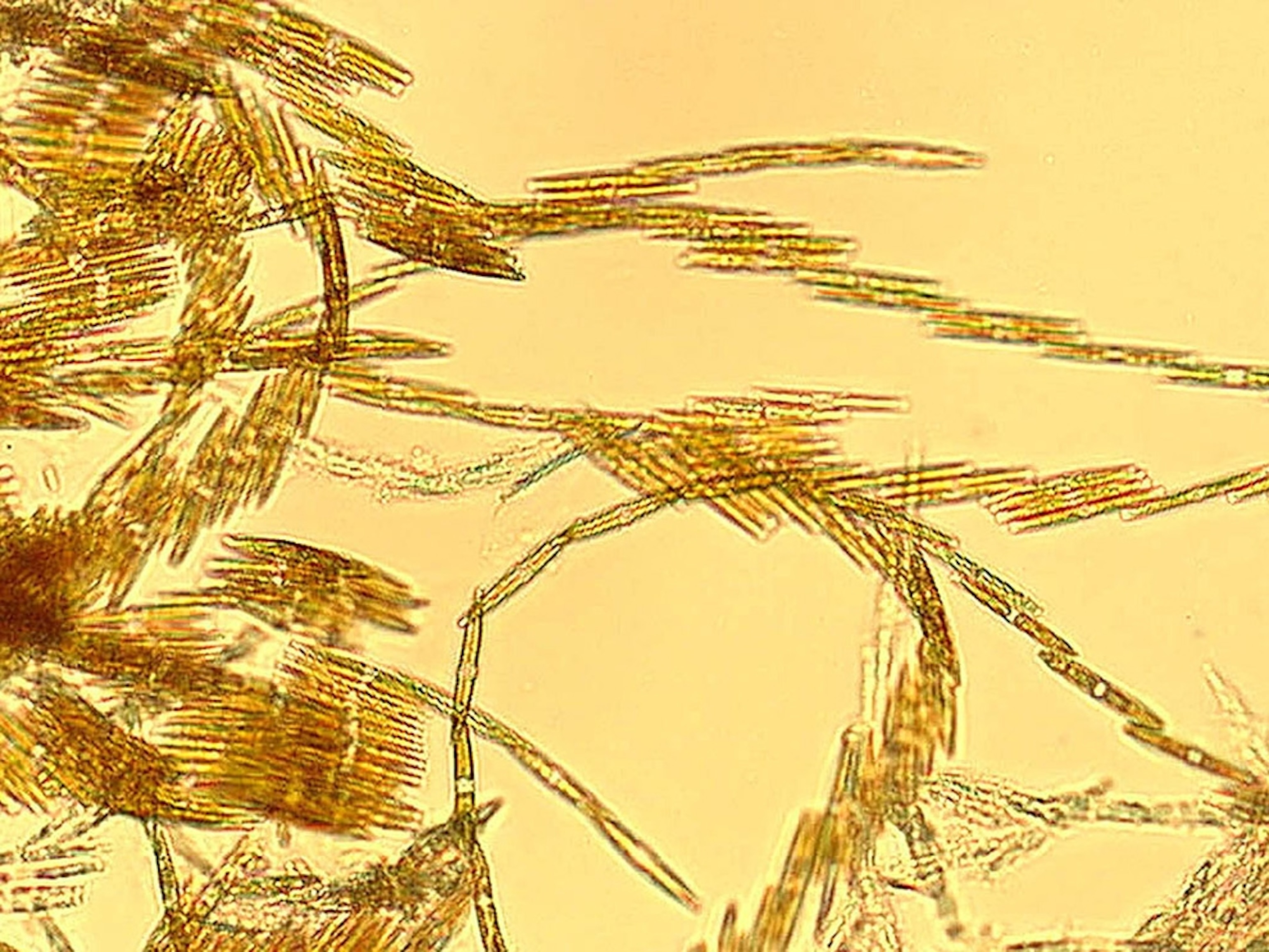 Golden-hued colony of diatoms