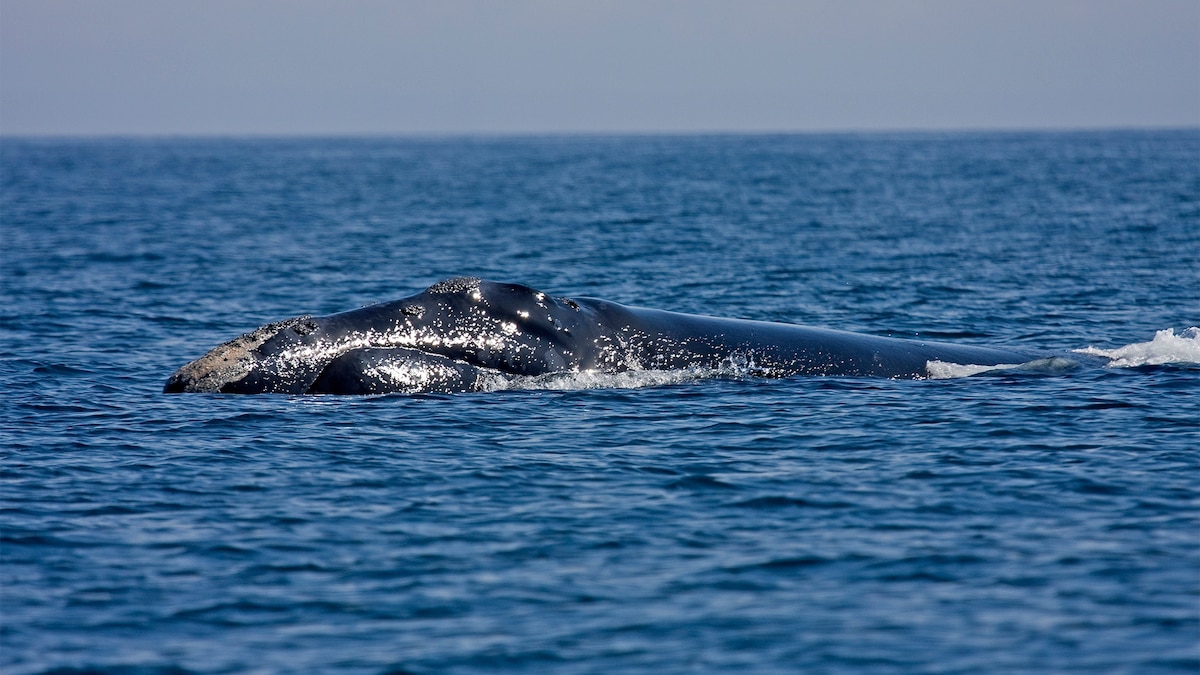 Could Drilling in the Atlantic Harm Fish, Whales, Turtles? | National ...