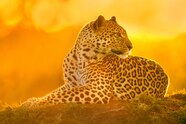 Can You Spot The Difference Between A Jaguar And A Leopard Can You Spot The Difference Between A Jaguar And A Leopard