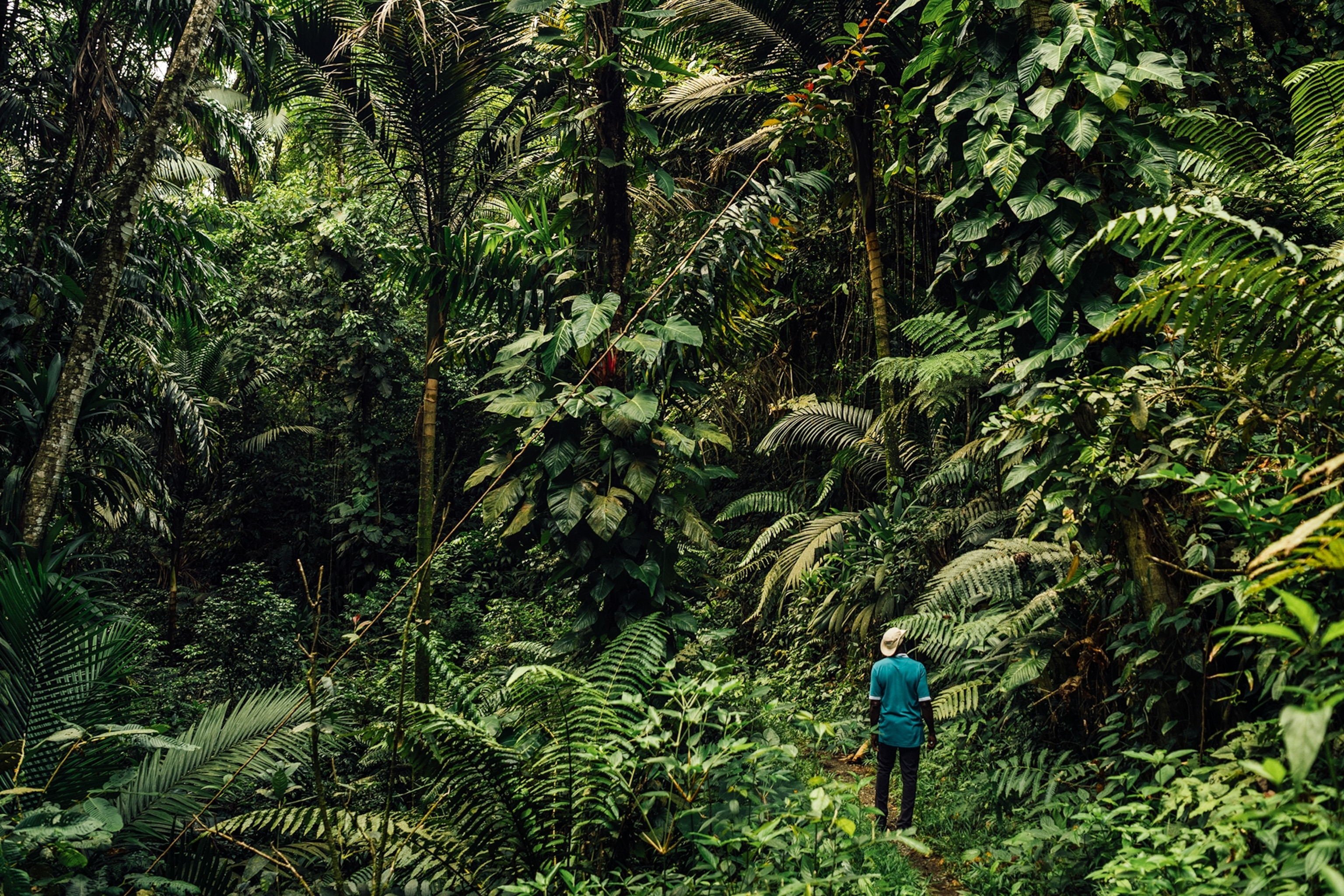 A man seeming unnaturally seem, standing in the middle of a jungle path with high-reaching palm trees.