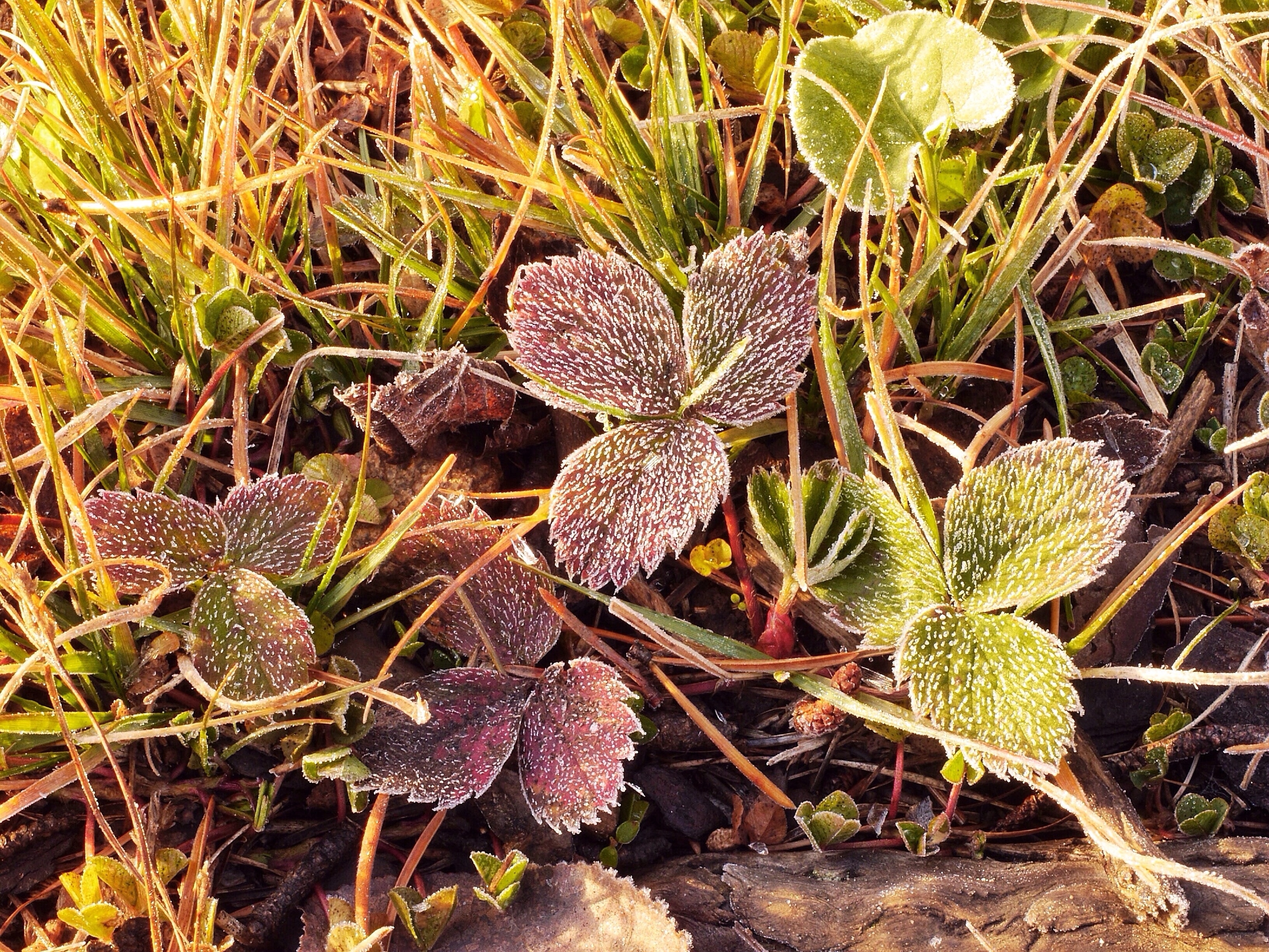 Frost covers the tiny leaves of a wild strawberry plant on a cold morning in the Boundary Waters.