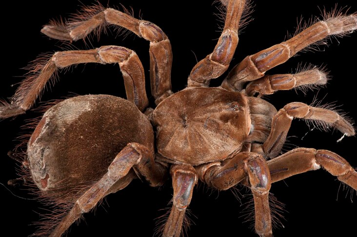 <p>The <a href="https://news.nationalgeographic.com/news/2013/10/goliath-birdeater-tarantula-worlds-biggest-spider-science/">goliath bird-eating tarantula</a> is big enough to snack on frogs and rodents.</p>
