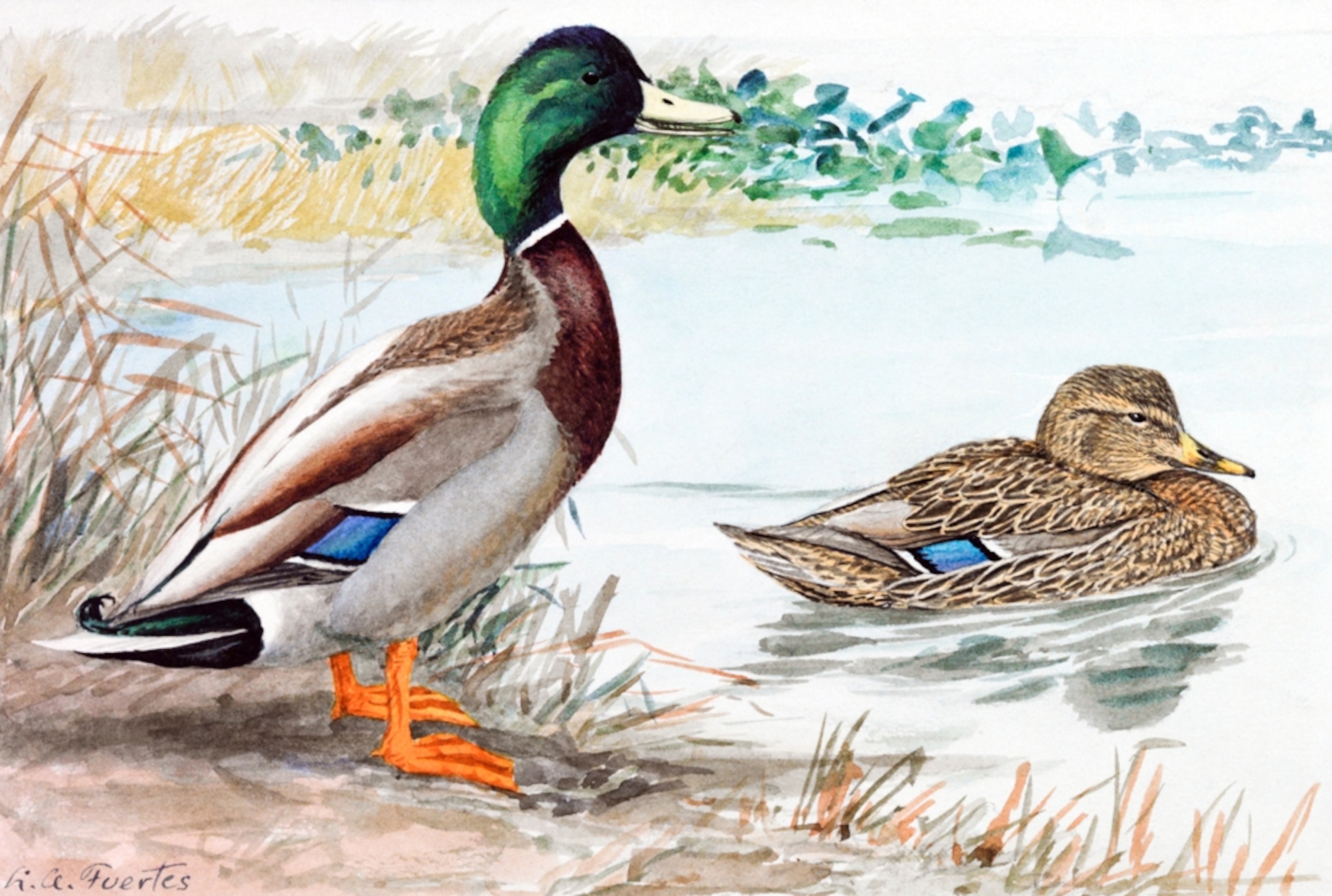 Illustration: Male and female mallards