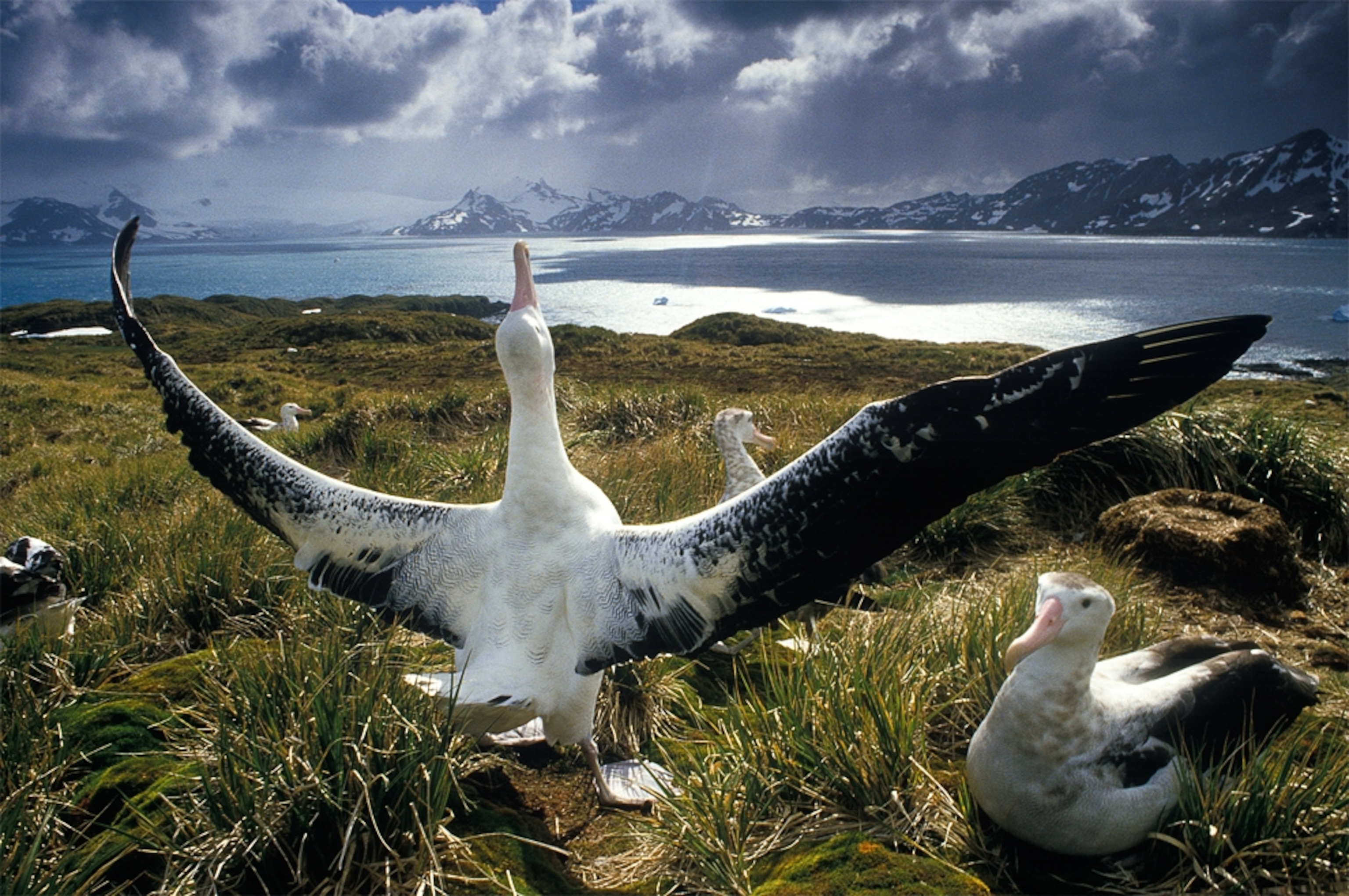 Falkland Islands picture: albatross bird on a shore-- for gallery related to Earth's population hitting seven billion