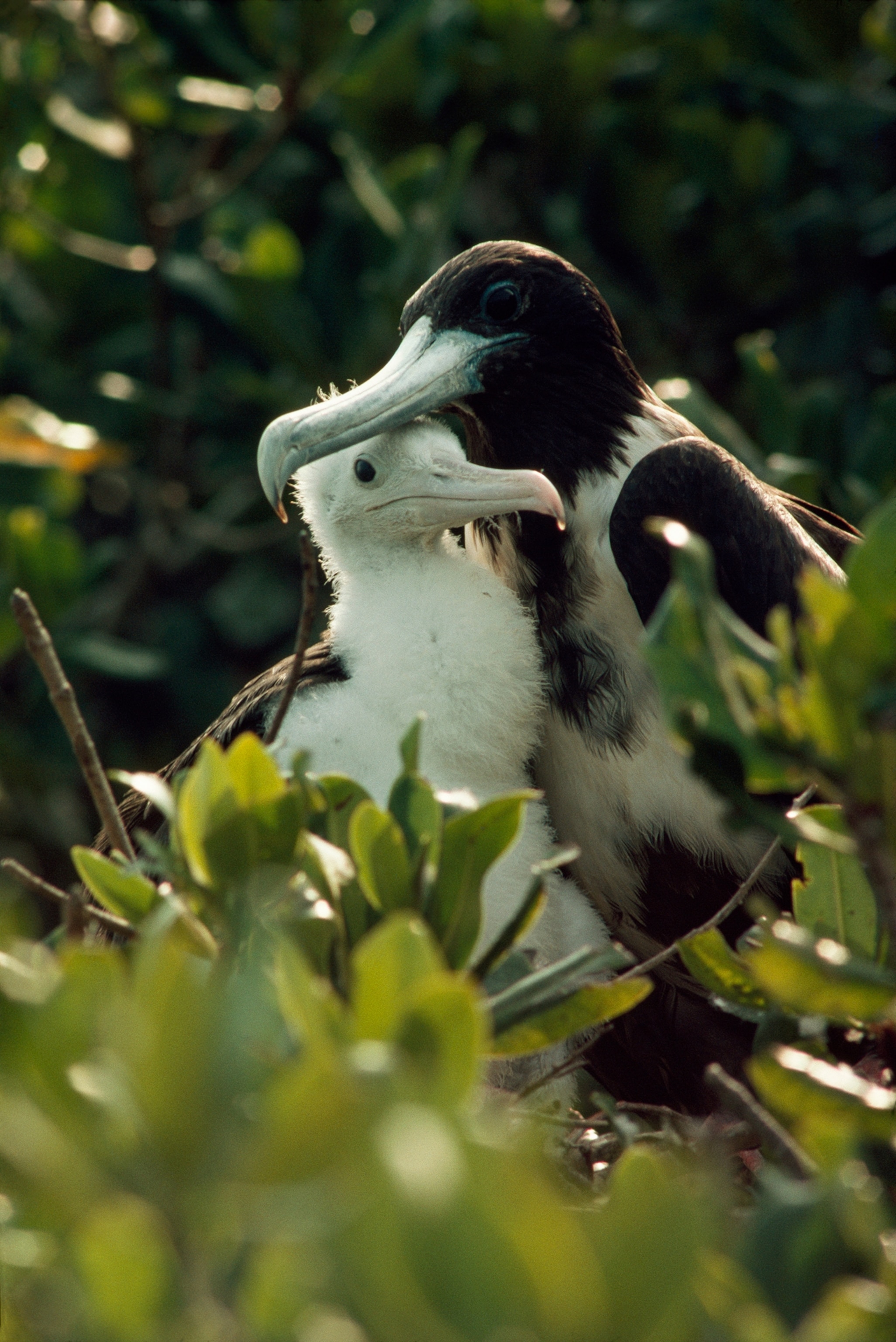 A mother frigate bird shelters her nestling.