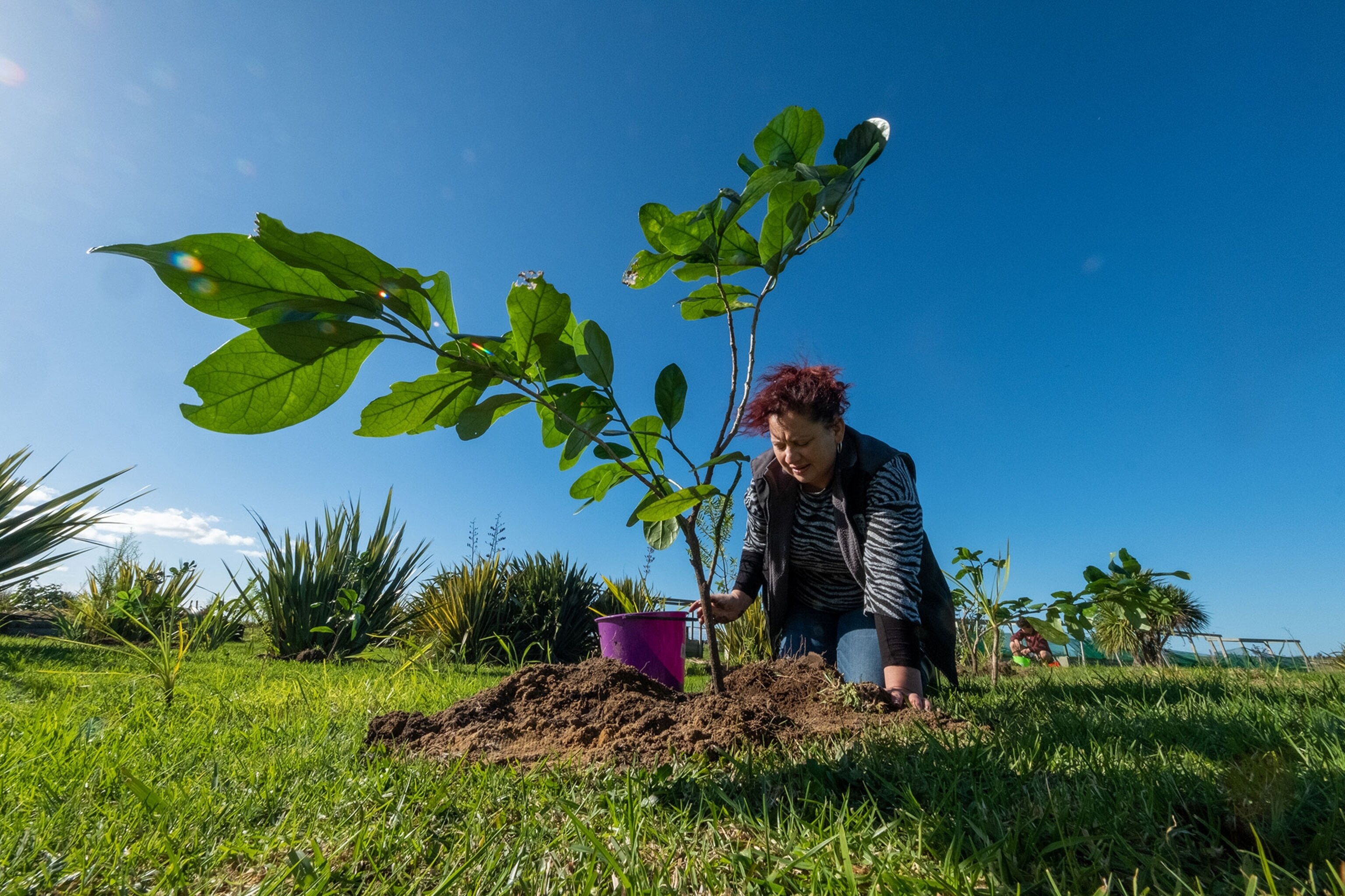 What Is The Rarest Tree The world’s loneliest tree, on a New Zealand island, could soon have ...