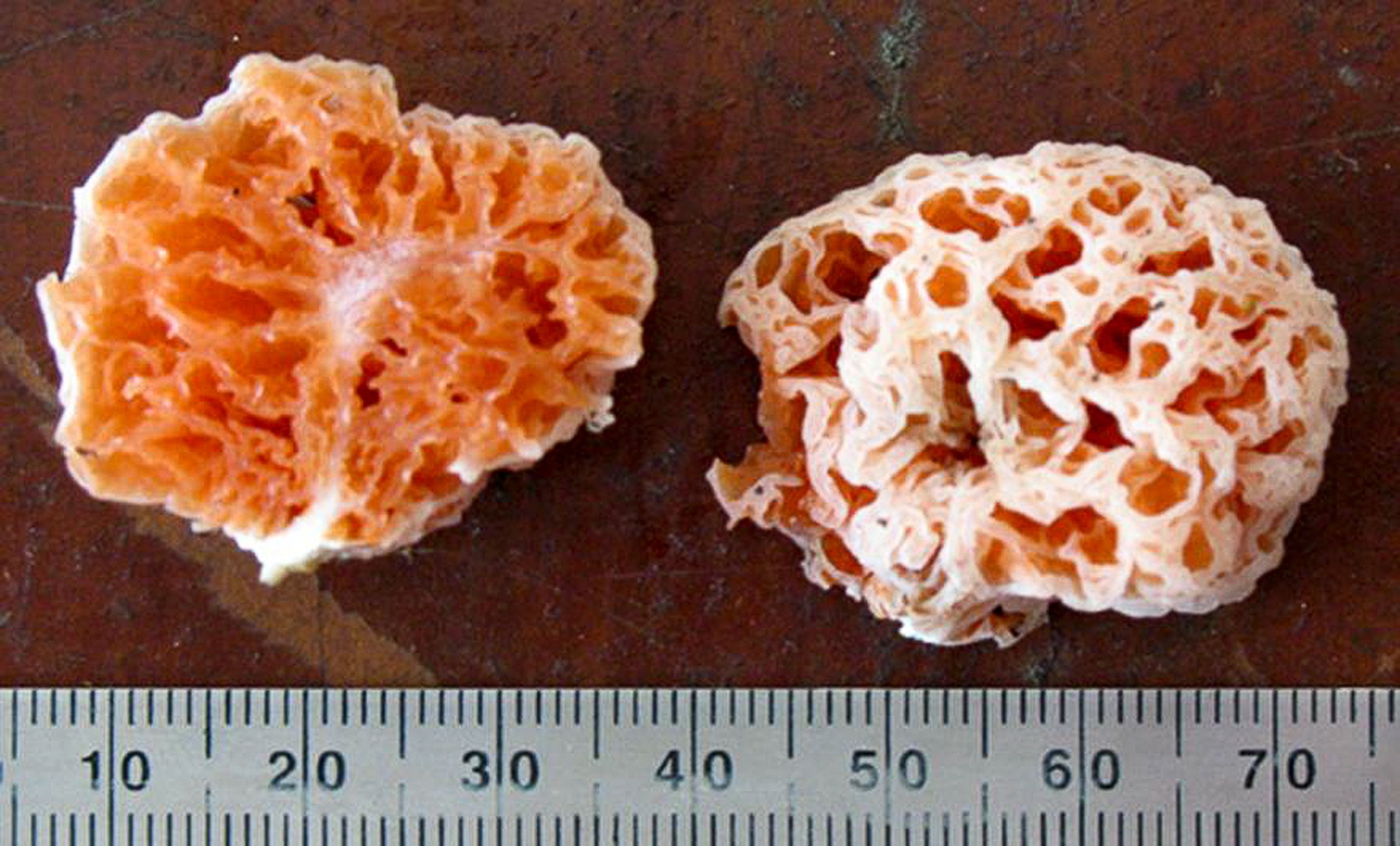 Spongebob squarepants mushroom picture: one of the top ten new species of 2011