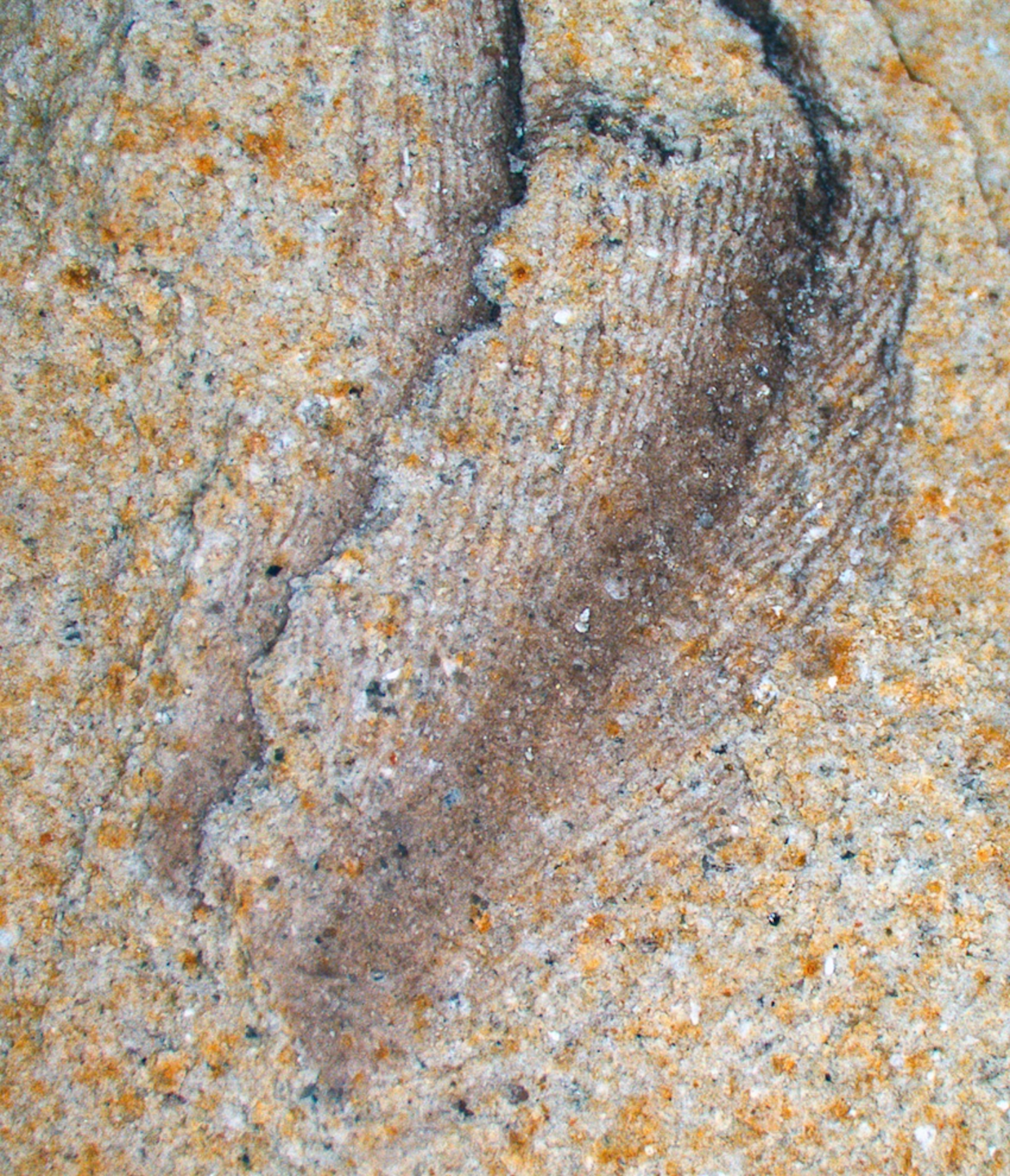 A picture of the ancient penguin's fossil feather