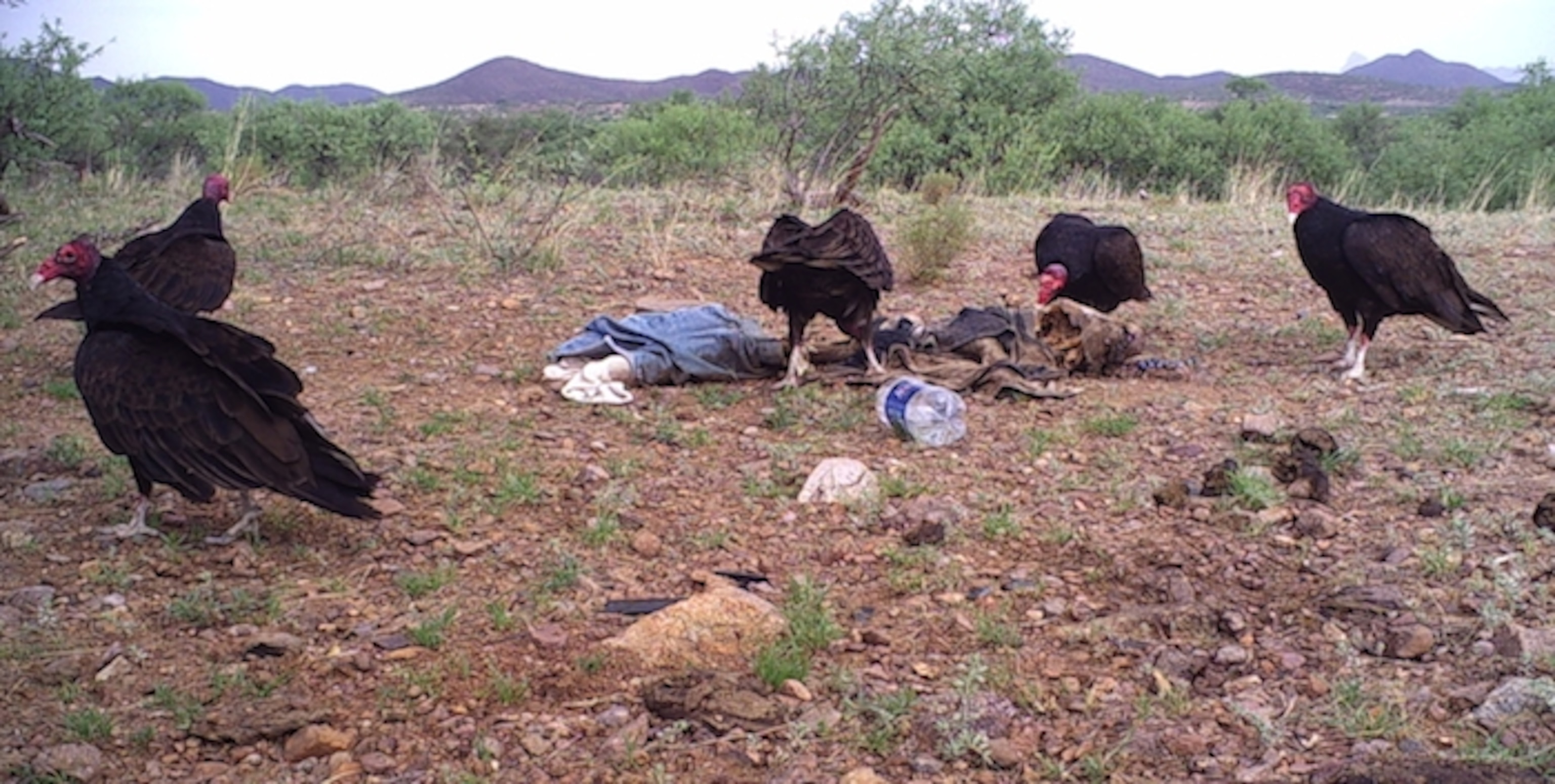Vultures pick on the pig carcass. Photo by Jason De León.