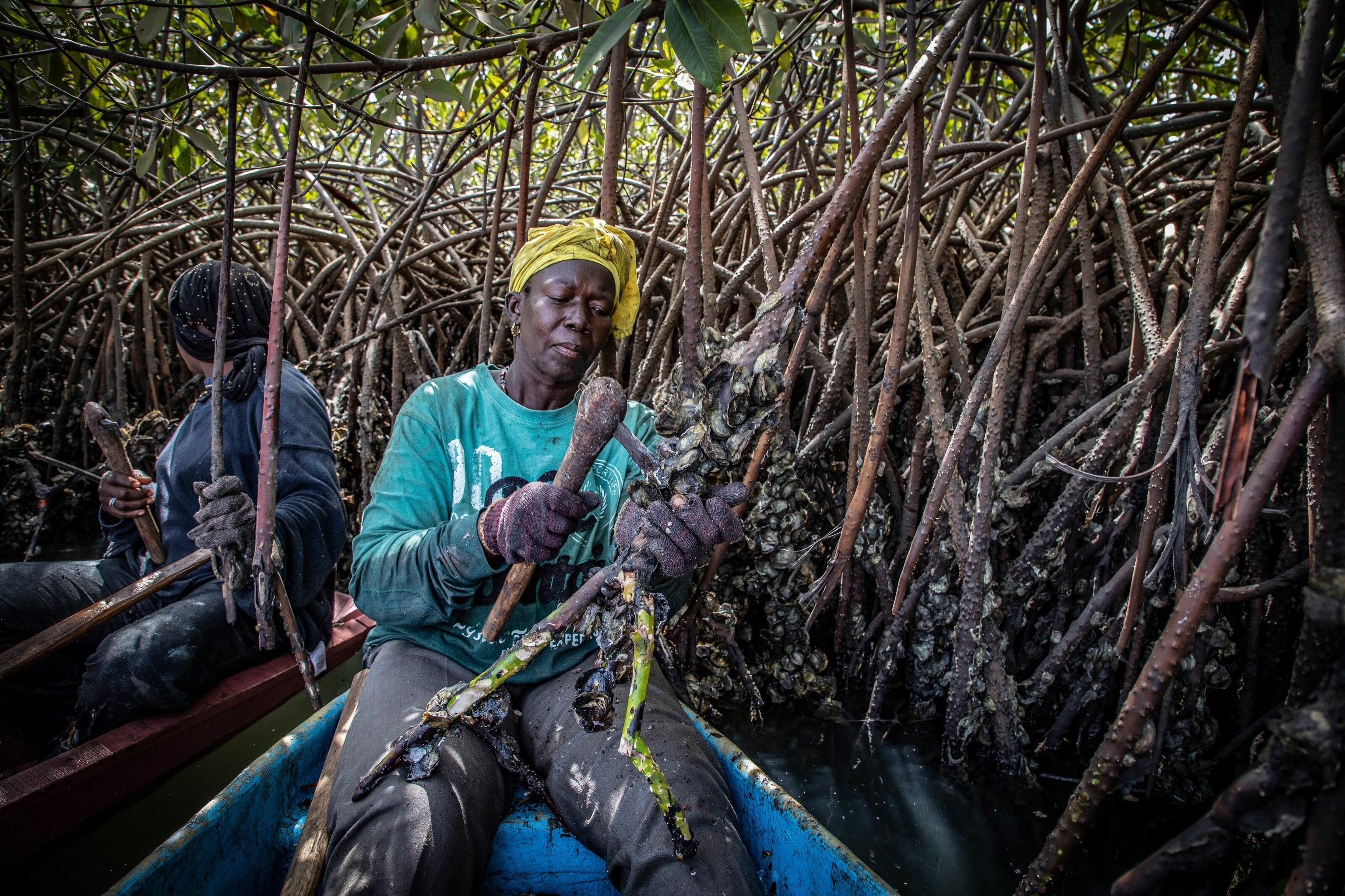 In the brackish stretches of the river, women collect oysters that cling to sinewy mangrove branches. Mangroves are an essential part of the river’s ecosystem, forming a natural protection from river swells and providing a nursery for young fish and marine life. To prevent over-harvesting and reduce pressure on the mangroves, the women have also created oyster farms near their tenda (wharf). These farms enable older women, who can no longer do the hard work of paddling canoes and hacking razor-sharp oysters from the wild mangroves, to help harvest the bivalves.