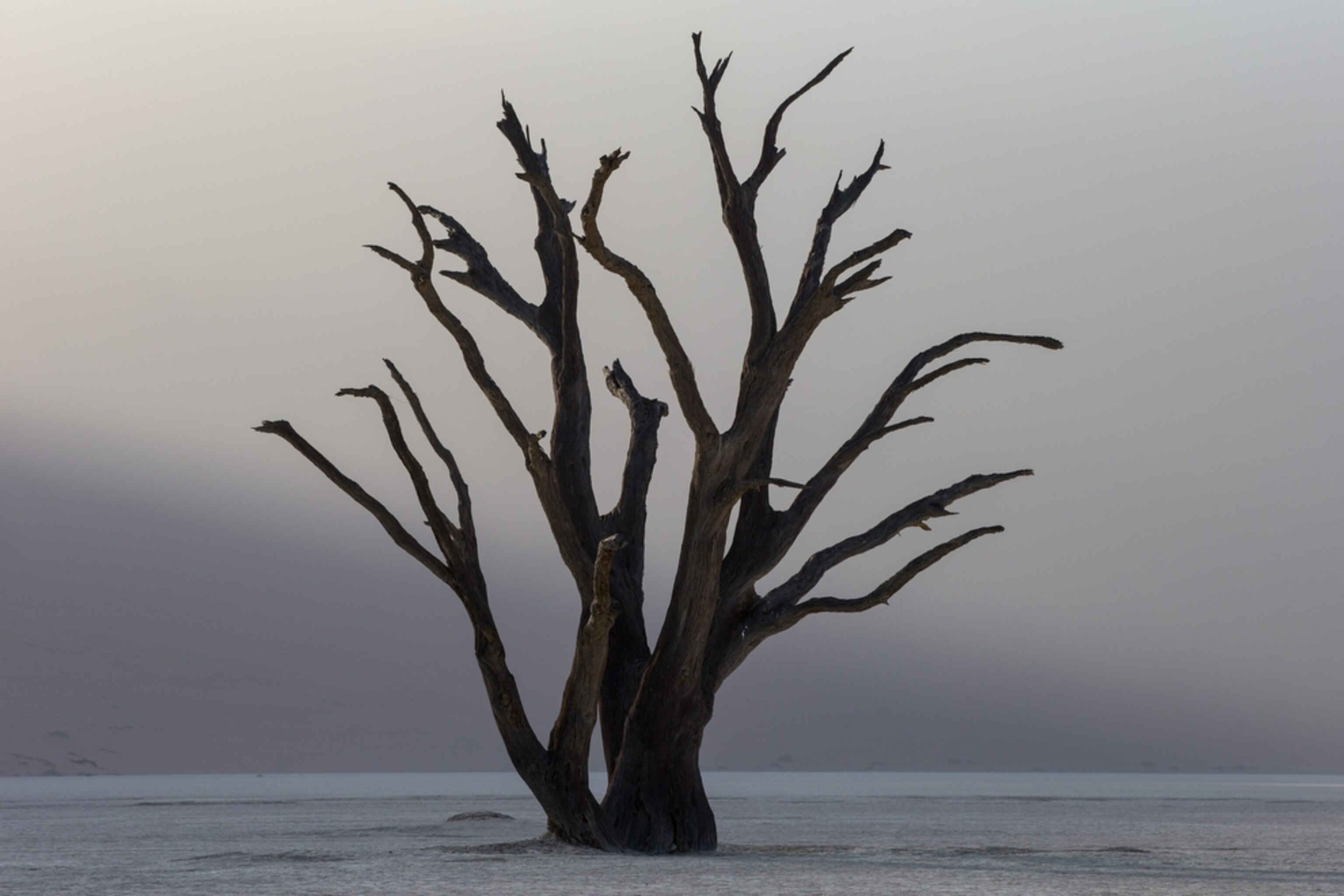 a tree near Deadvlei, Namibia