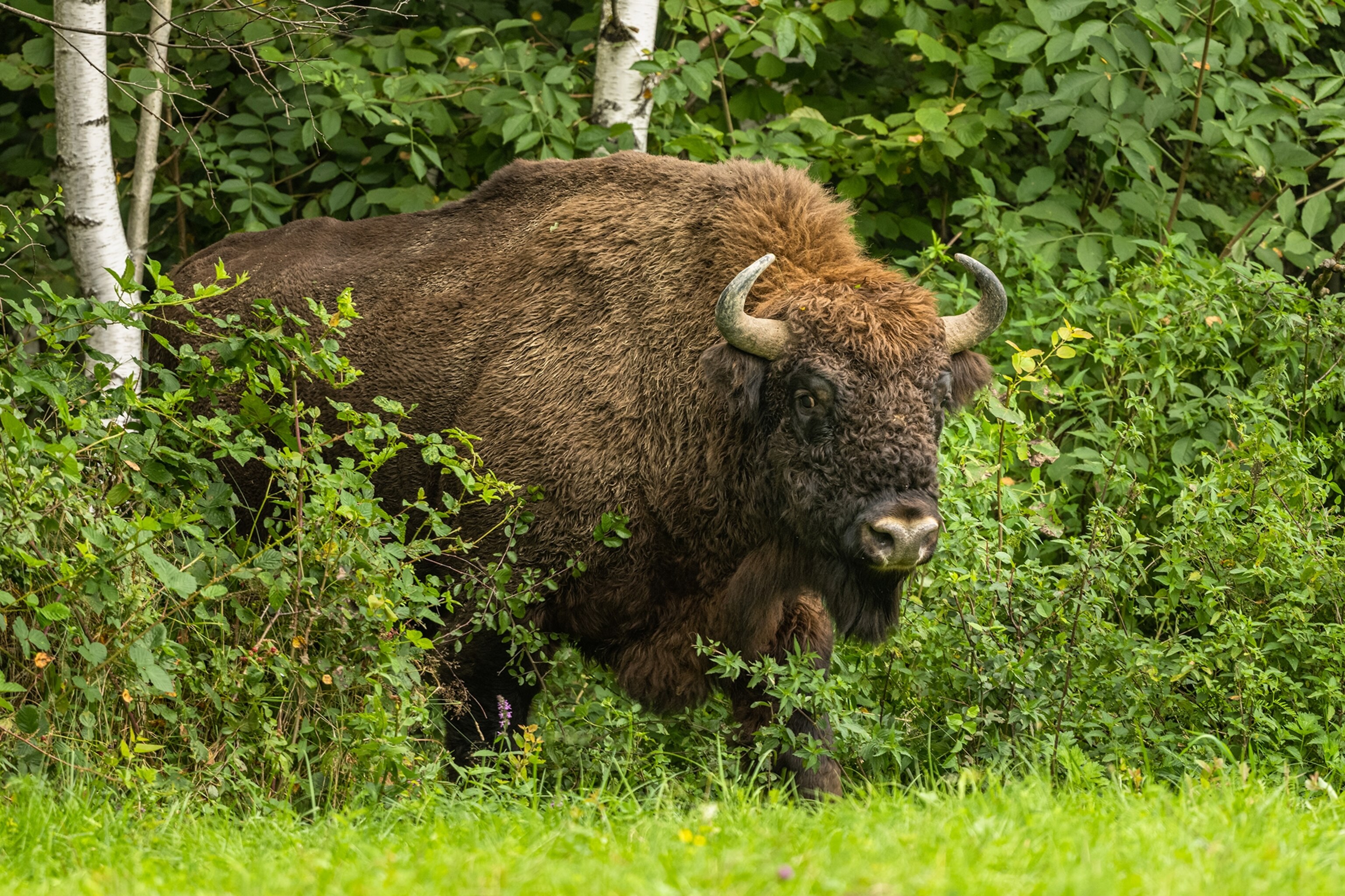 european bison in poland