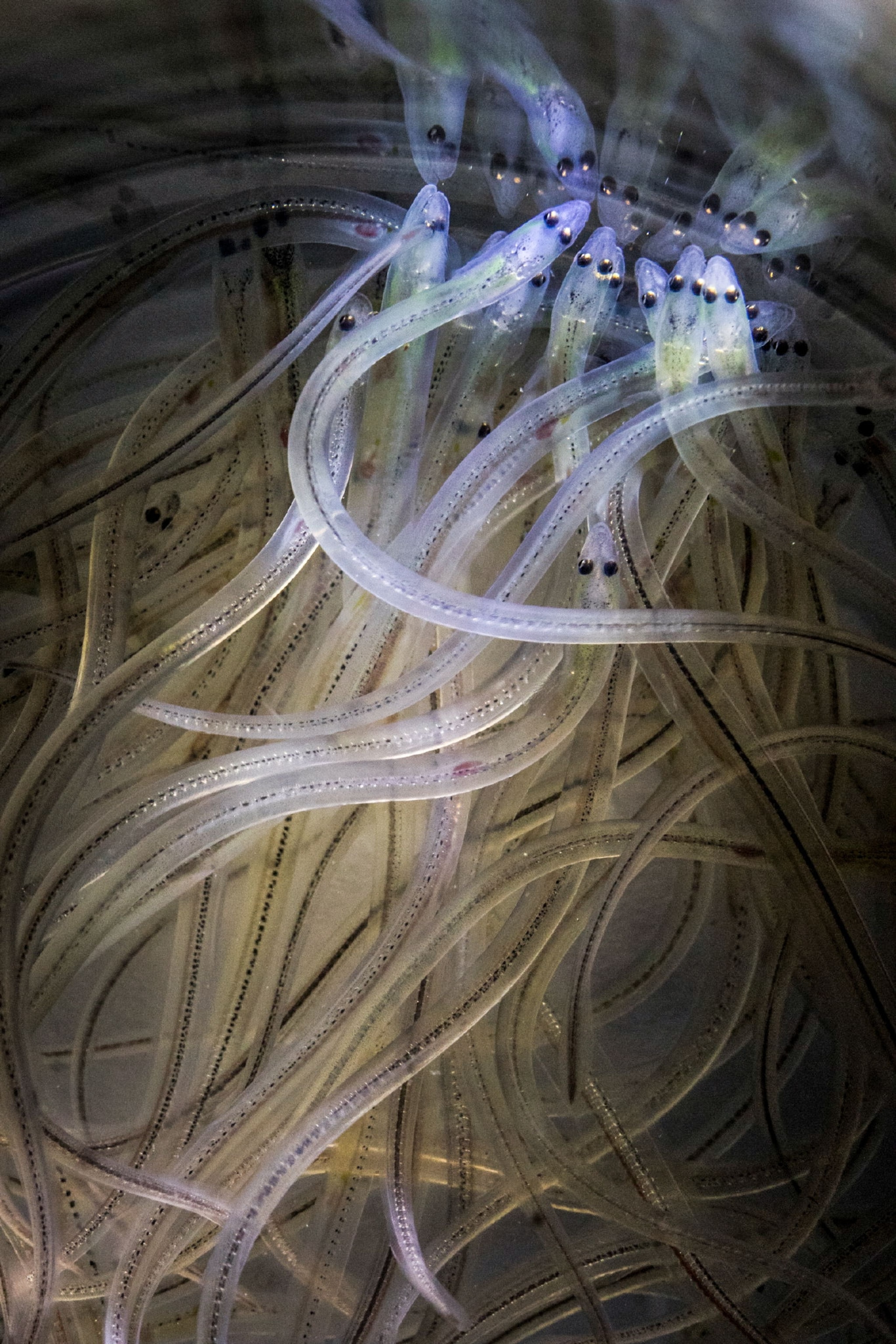 Inside Maine's MultimillionDollar World of Eel Trafficking